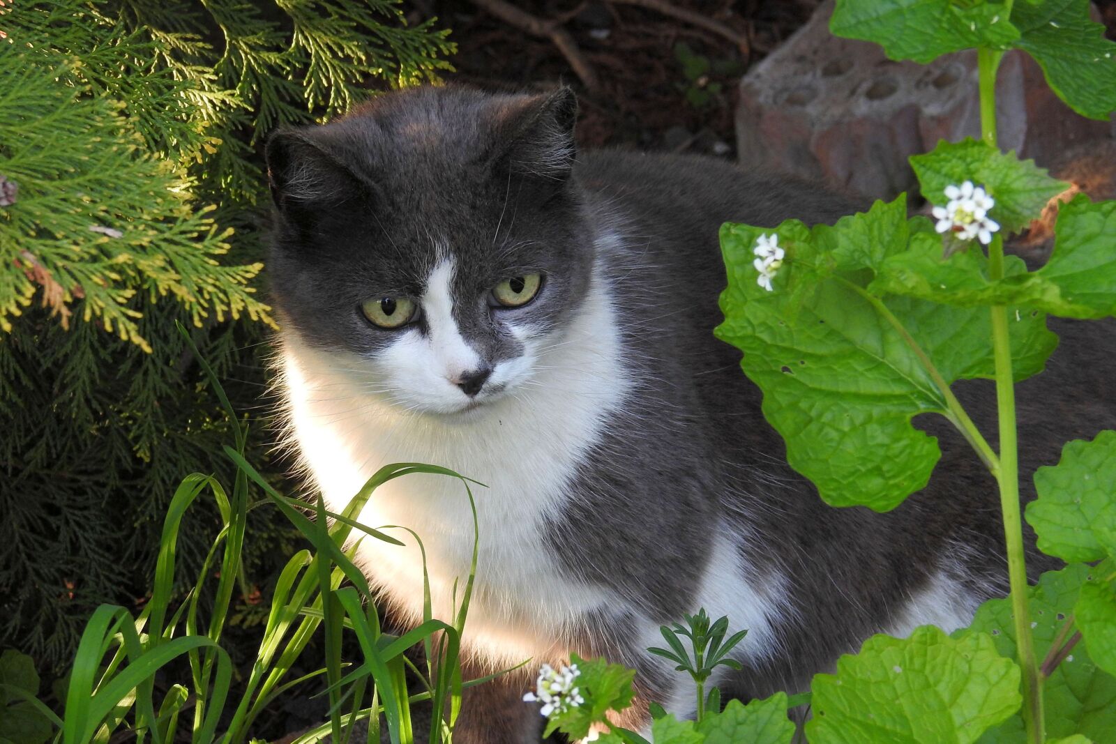 Nikon Coolpix P900 sample photo. Cat, pet, domestic cat photography