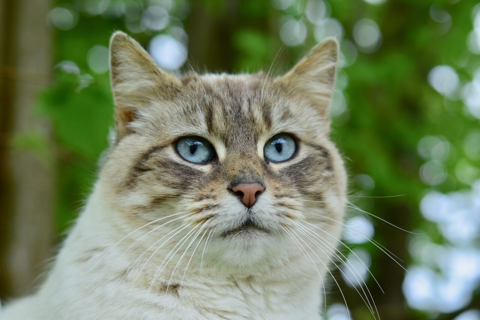 Nikon D5600 sample photo. Cat, cat blue eyes photography