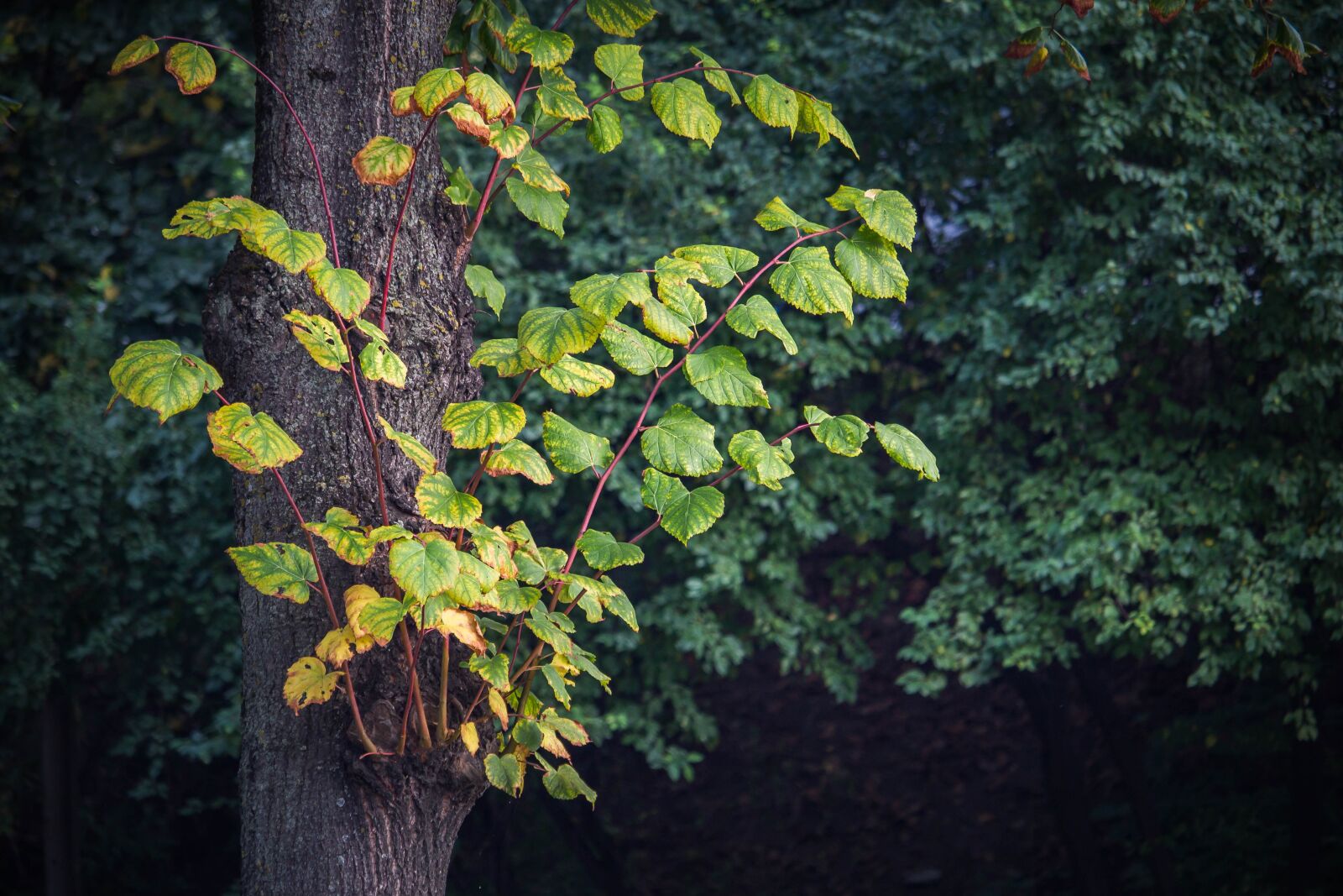 Canon EOS 100D (EOS Rebel SL1 / EOS Kiss X7) sample photo. Autumn leaves, autumn colors photography