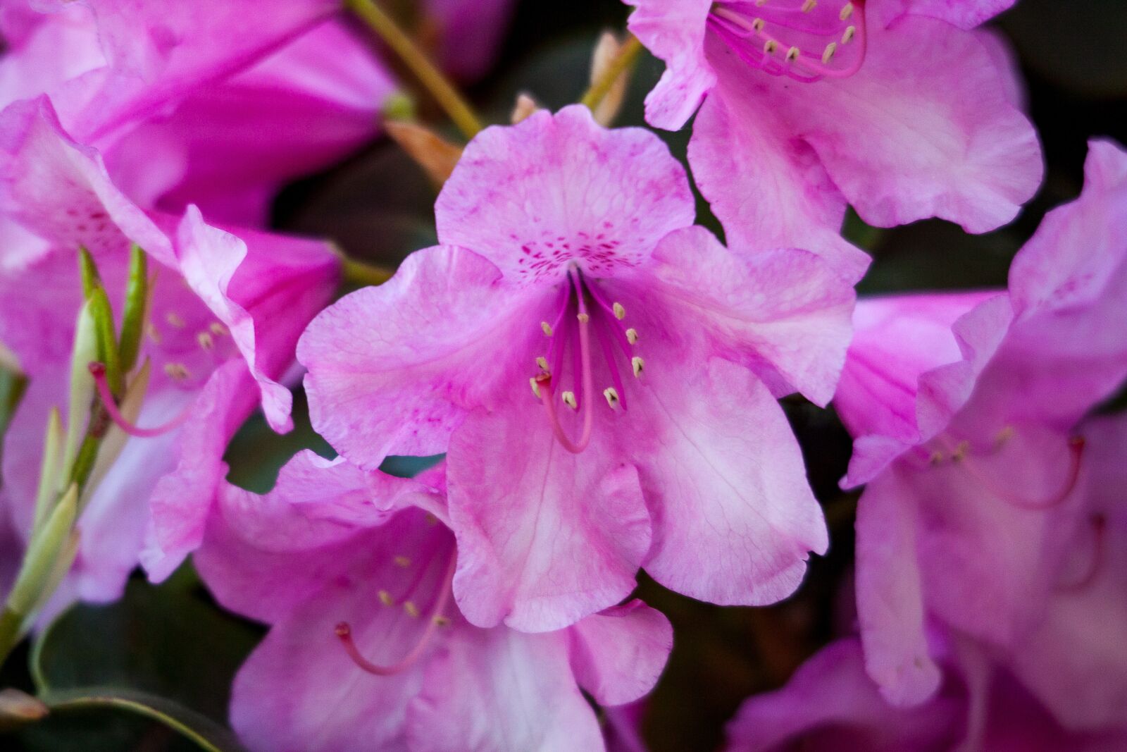 Canon EOS 50D sample photo. Rhododendron, plant, blossom photography