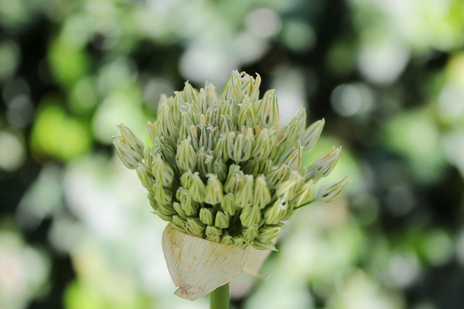 Canon EOS 600D (Rebel EOS T3i / EOS Kiss X5) sample photo. Ornamental onion, white, allium photography