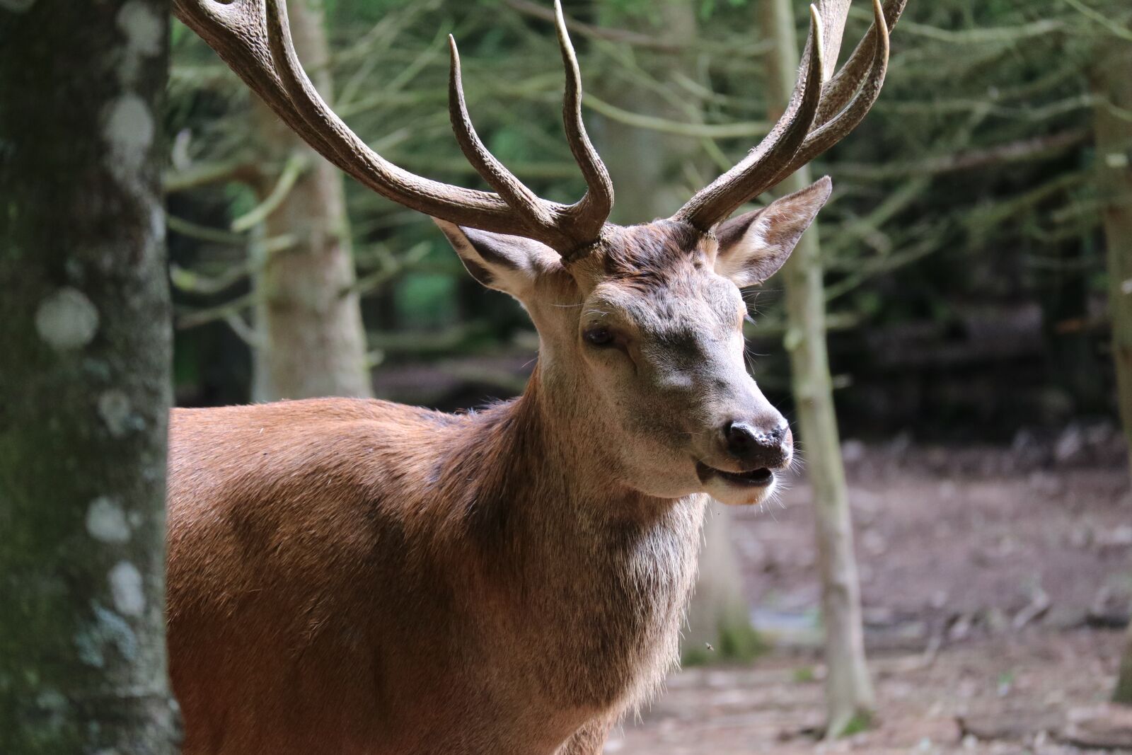 Canon EOS M3 sample photo. Hirsch, wild, close up photography