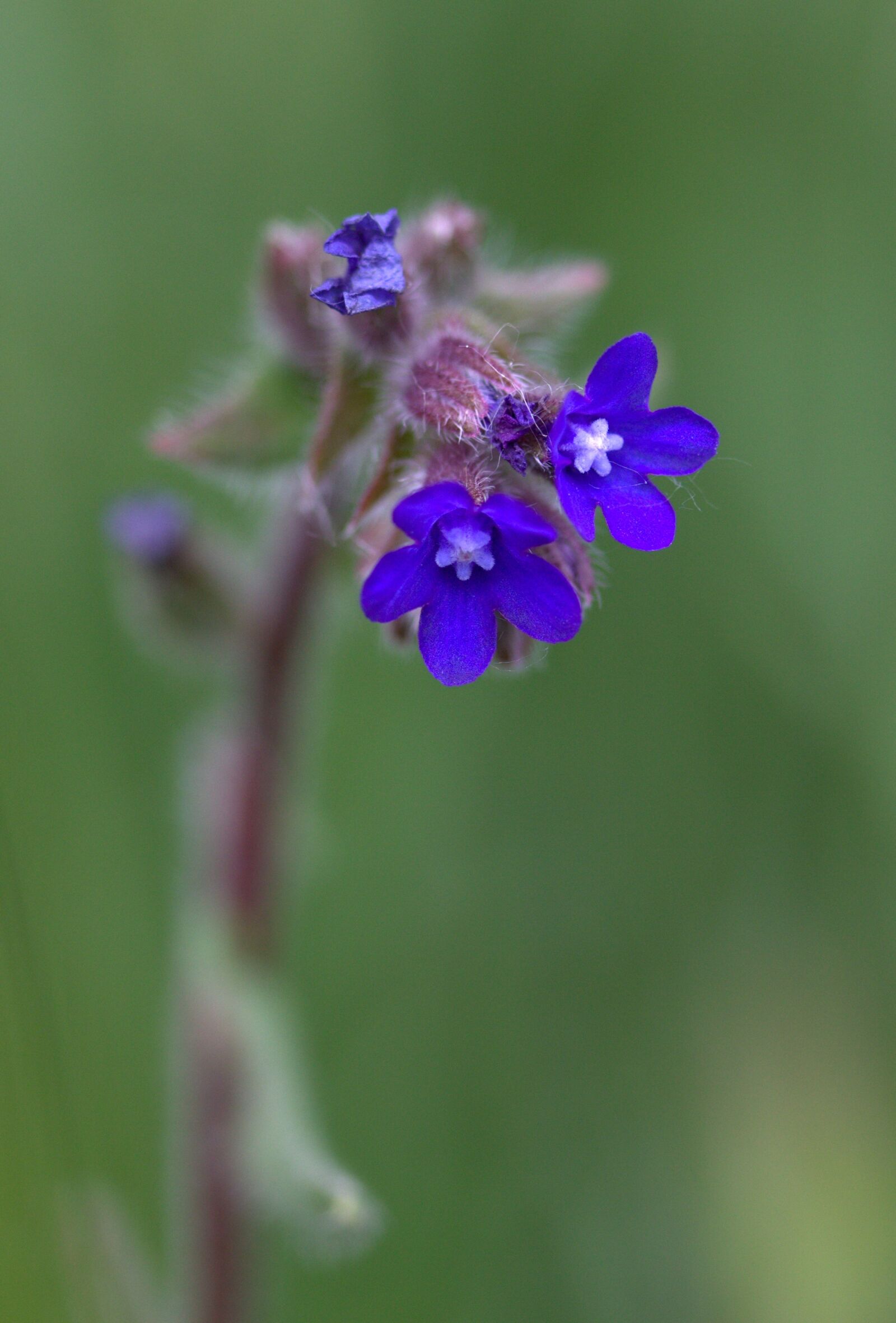 Canon EF-S 60mm F2.8 Macro USM sample photo. Cornflower, camp, flower photography