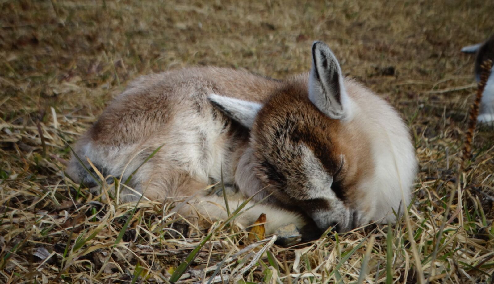 Sony Cyber-shot DSC-HX300 sample photo. Goat, kid, dwarf goat photography