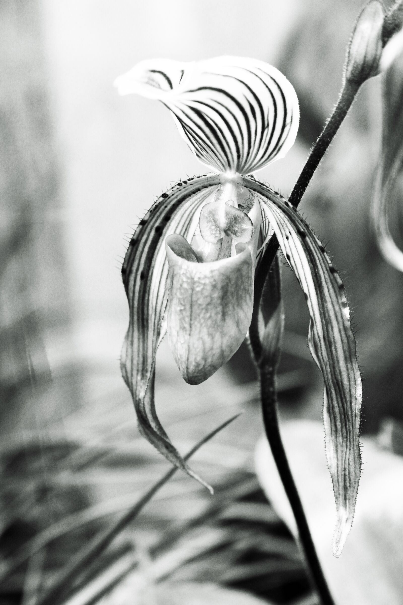 Canon EOS 700D (EOS Rebel T5i / EOS Kiss X7i) sample photo. Phragmipedium, orchid, exotic photography