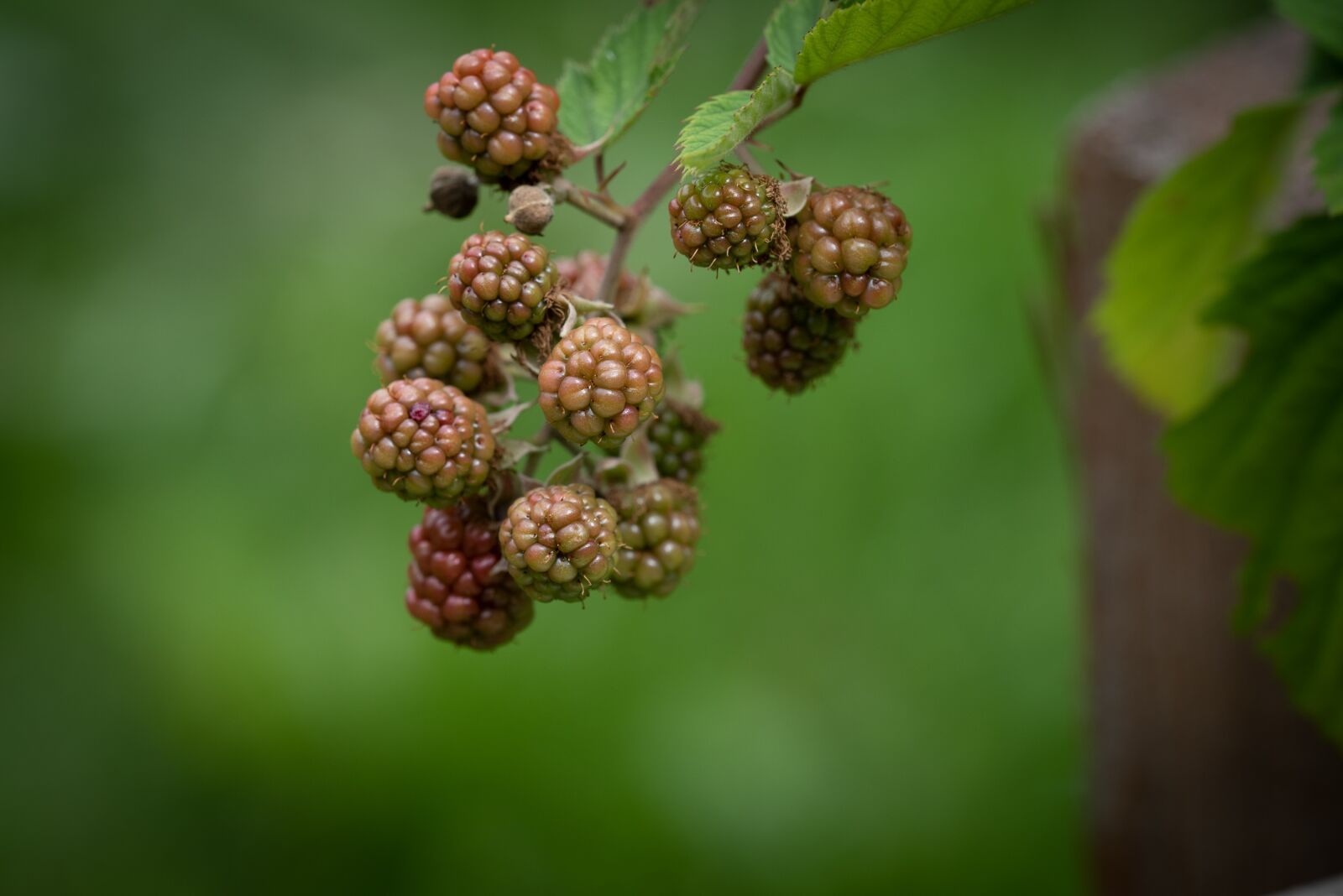 Nikon D750 sample photo. Blackberries, garden, vegetable garden photography
