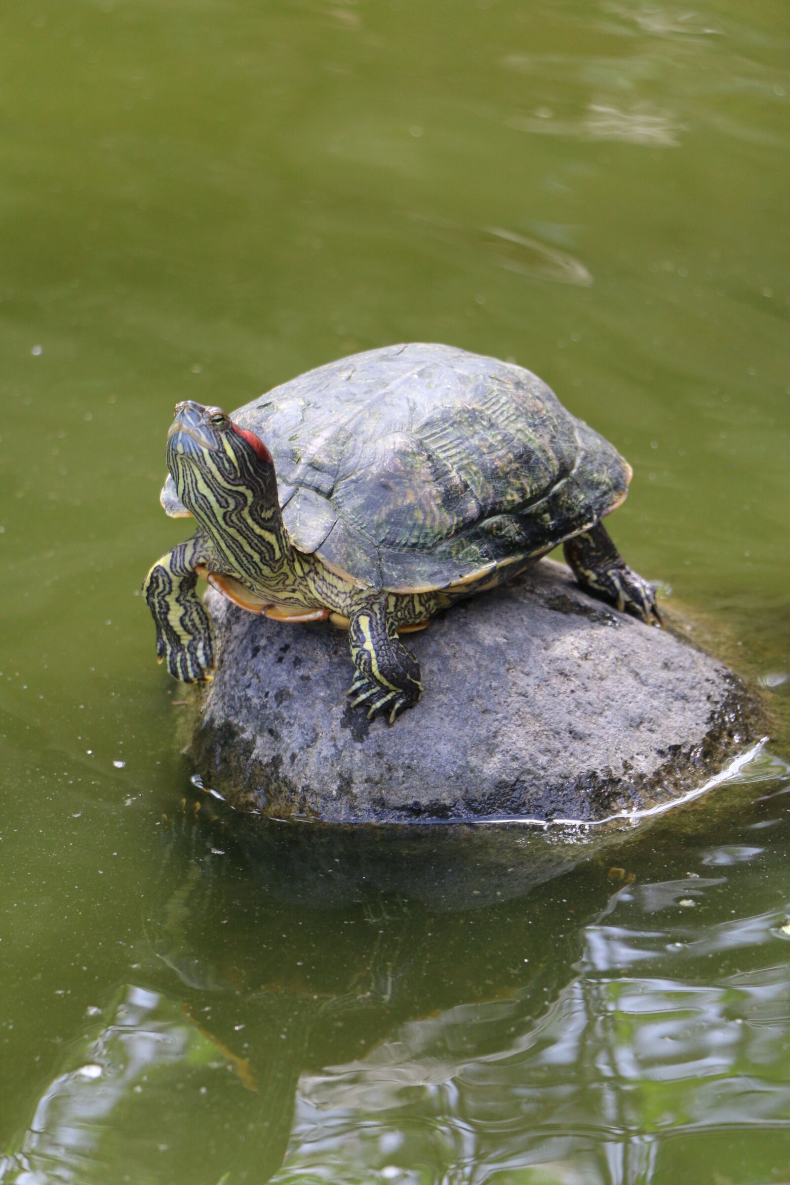 Canon EOS 70D sample photo. Turtle, pond, water photography
