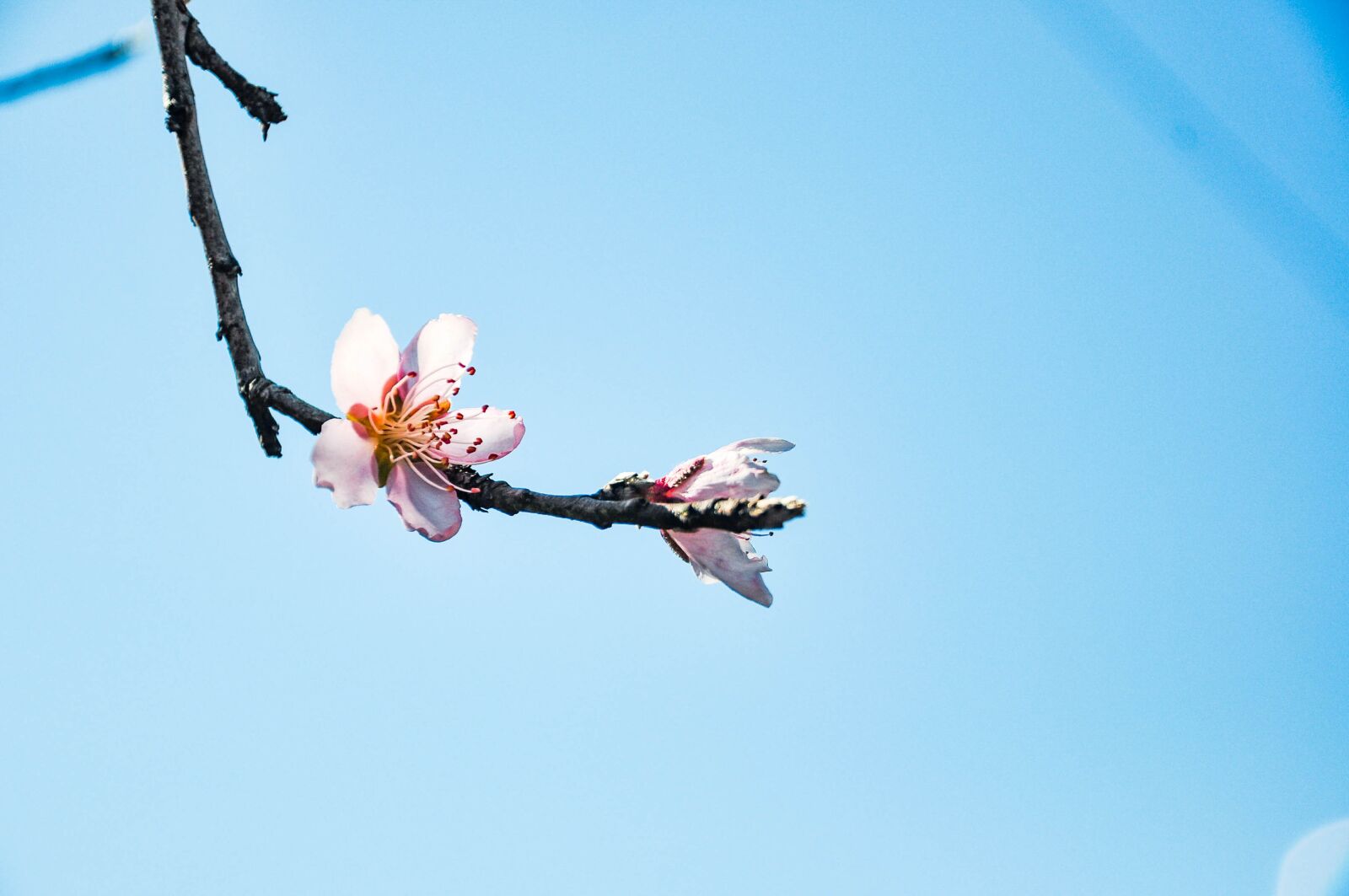 Nikon D90 sample photo. Sakura, bloom, spring photography