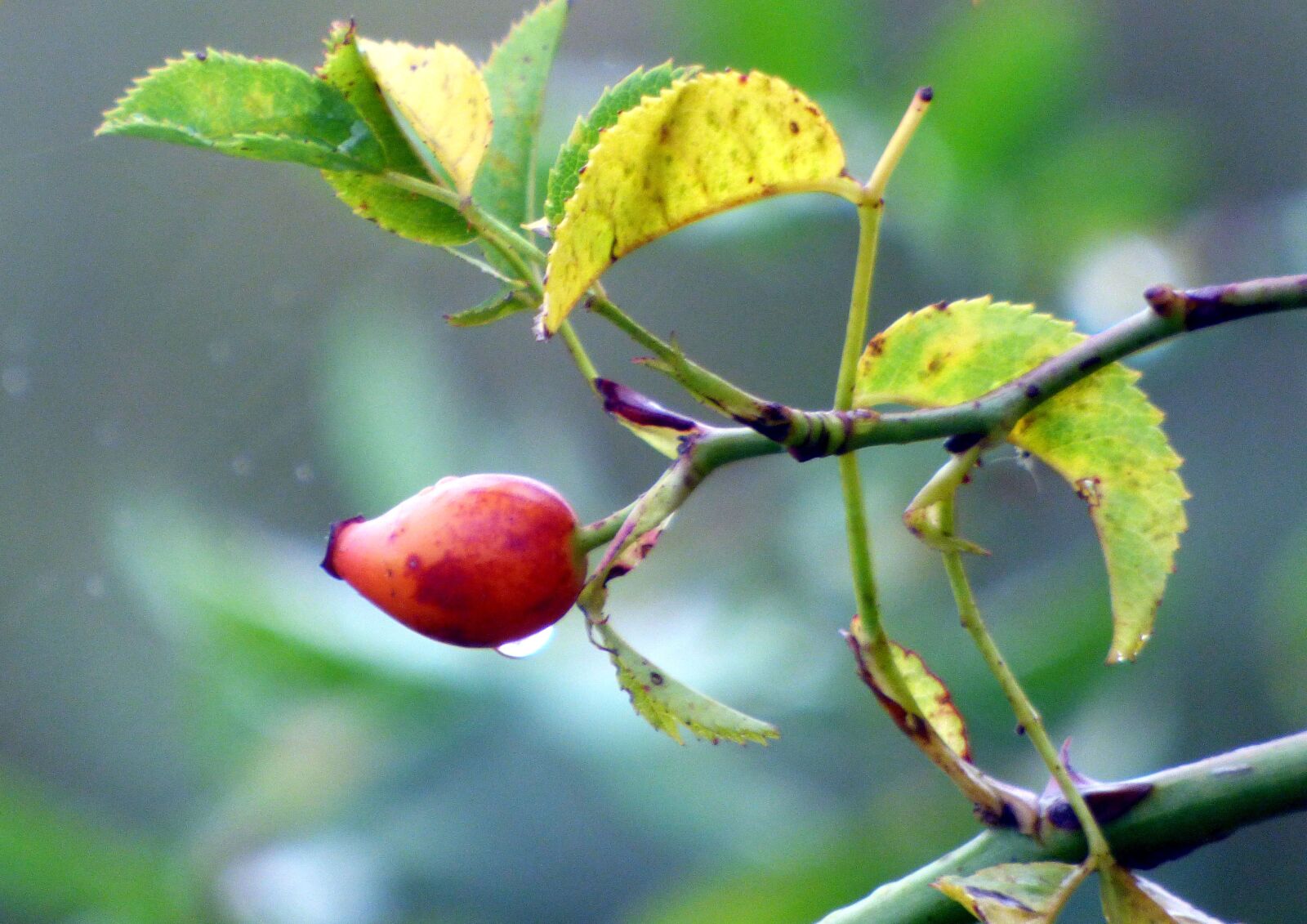 Panasonic DMC-FZ72 sample photo. Eglantine, fruit, red photography