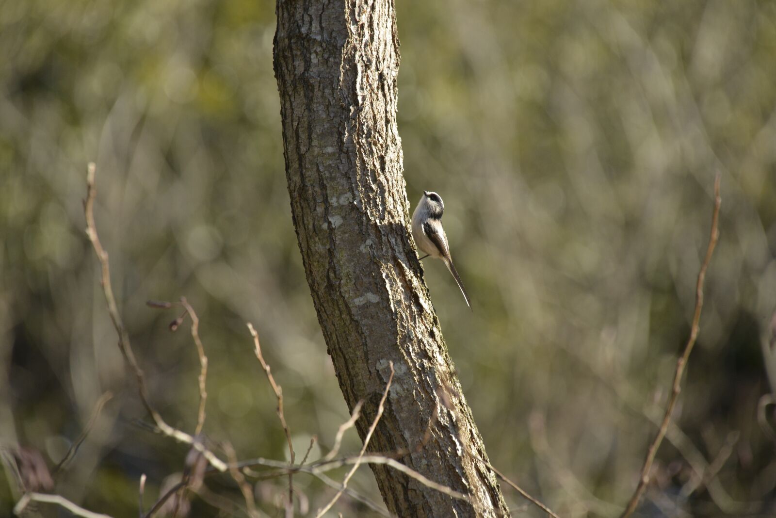 Nikon D800 sample photo. Bird, wild animals, natural photography
