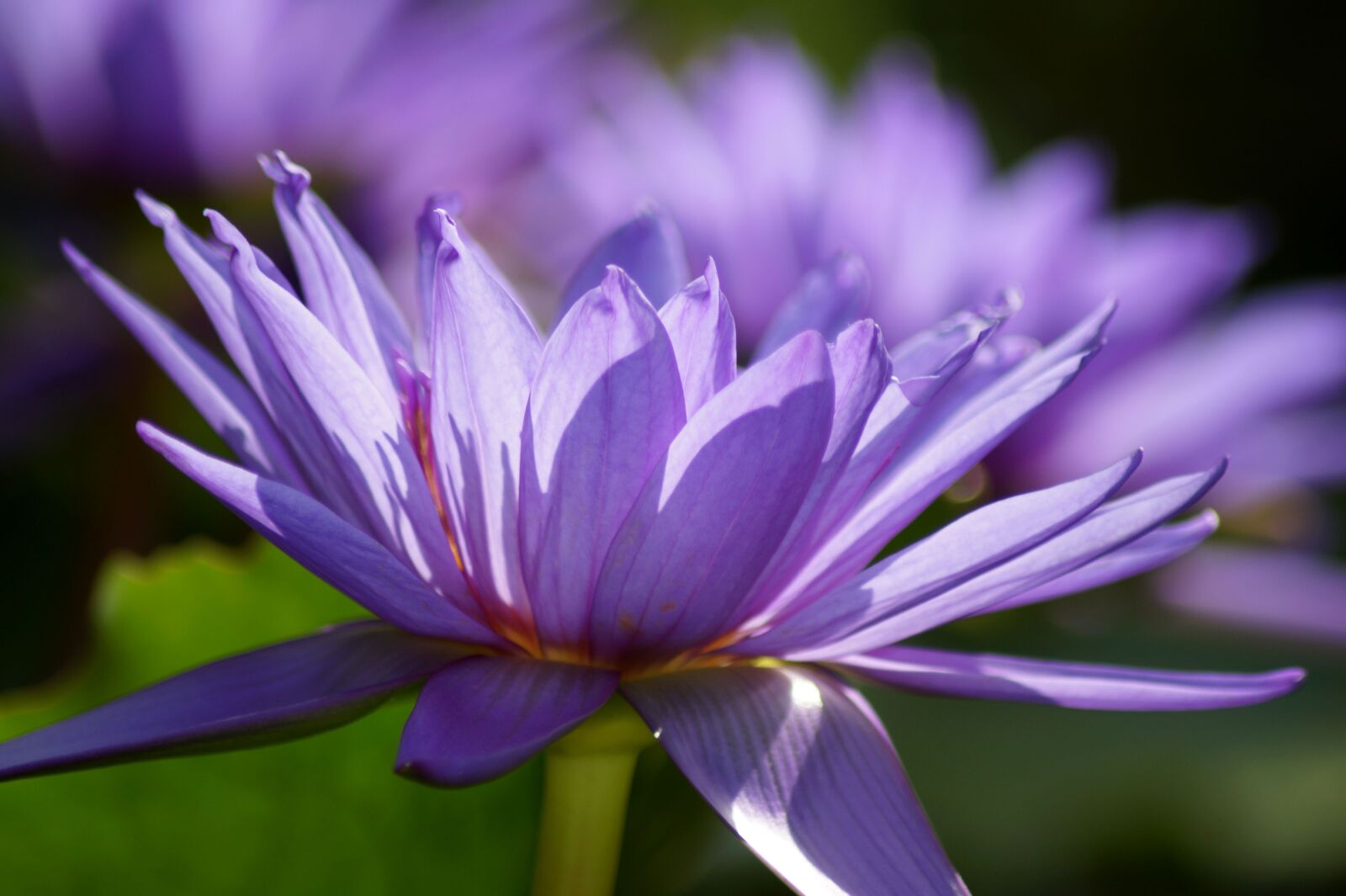 Sony SLT-A58 sample photo. Water lily, lotus blossom photography