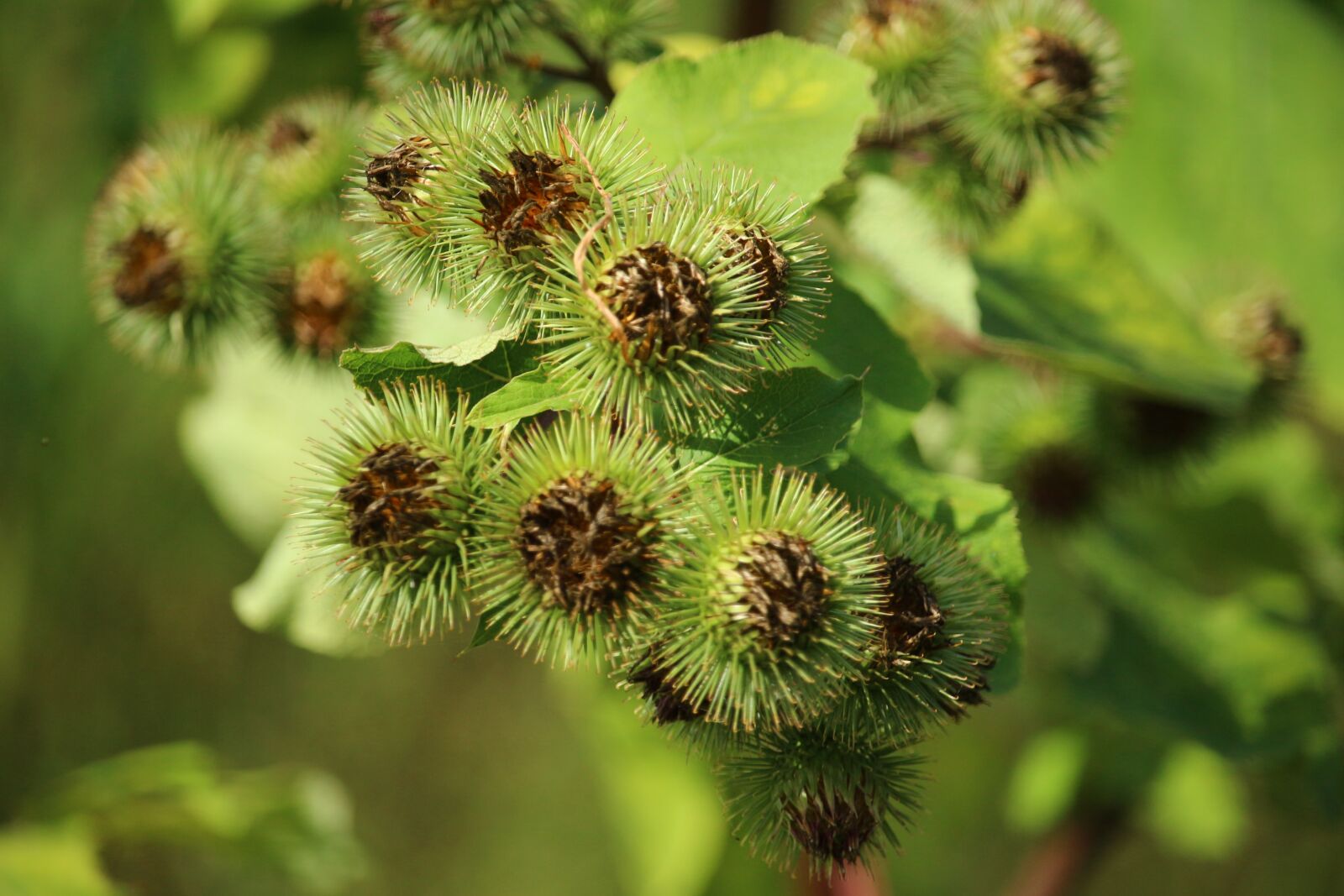 Canon EOS 100D (EOS Rebel SL1 / EOS Kiss X7) sample photo. Burdock, great burdock, bush photography