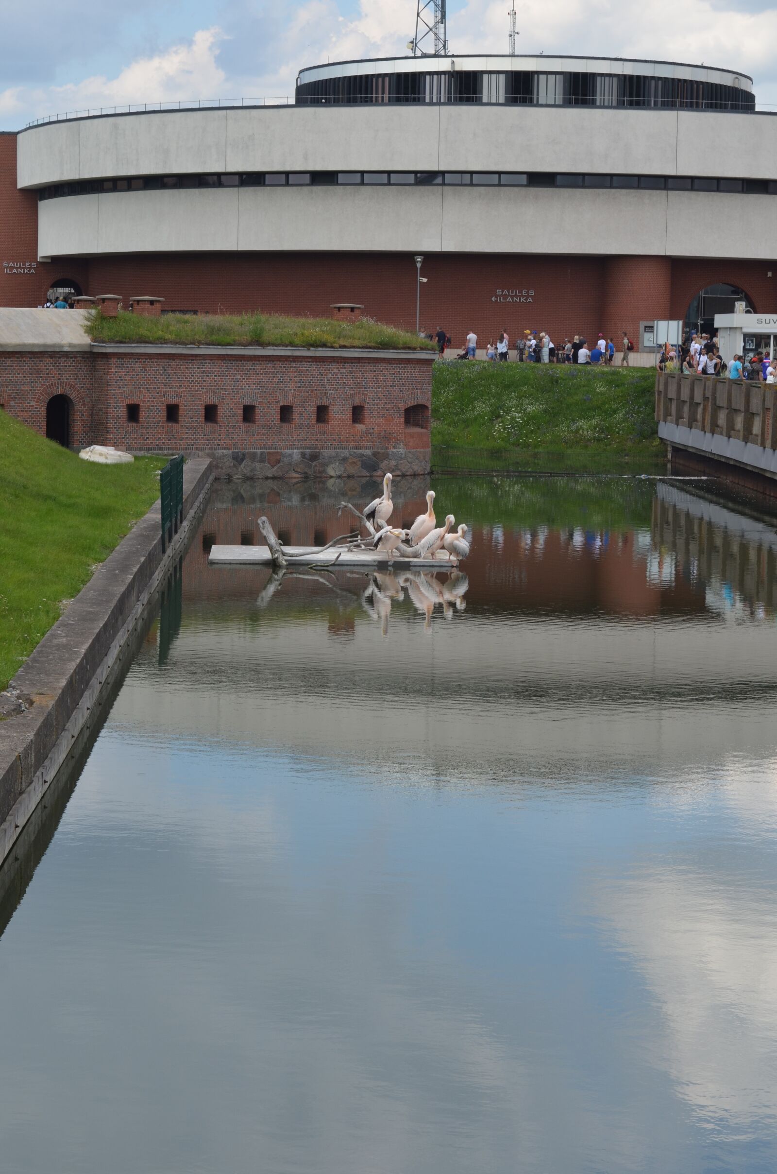 Nikon D7000 sample photo. Pelicans, birds, animal photography