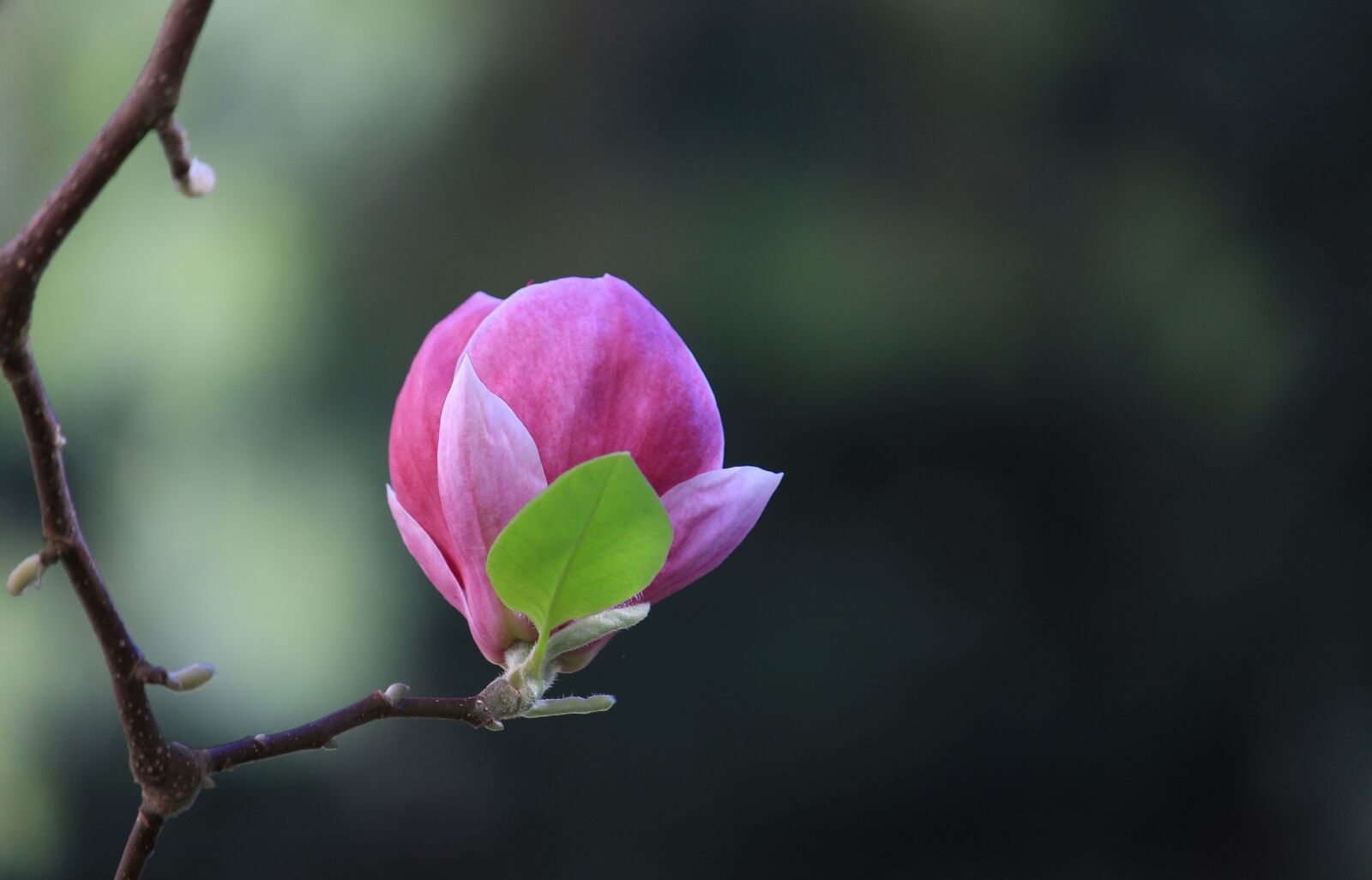 Canon EF-S 55-250mm F4-5.6 IS STM sample photo. Blossom, plant, magnolia photography