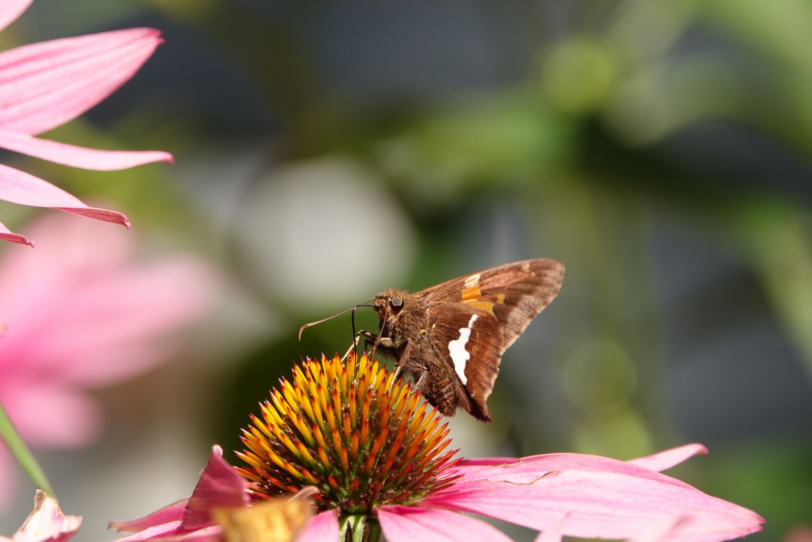 Sony Cyber-shot DSC-RX10 IV sample photo. Butterfly, flower, butterflies photography