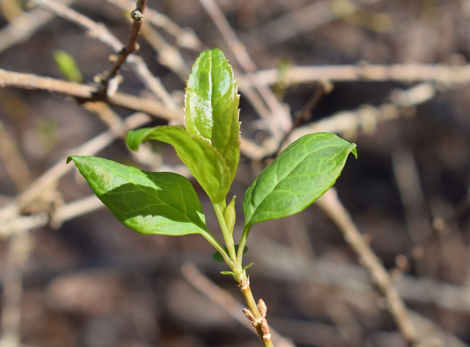 Nikon D3300 sample photo. New forsythia leaves, forsythia photography