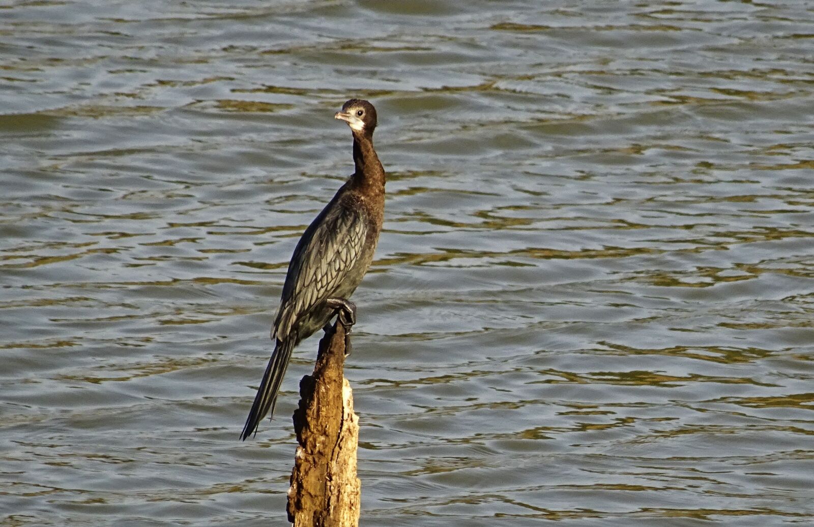 Sony DSC-HX60V sample photo. Bird, water bird, little photography