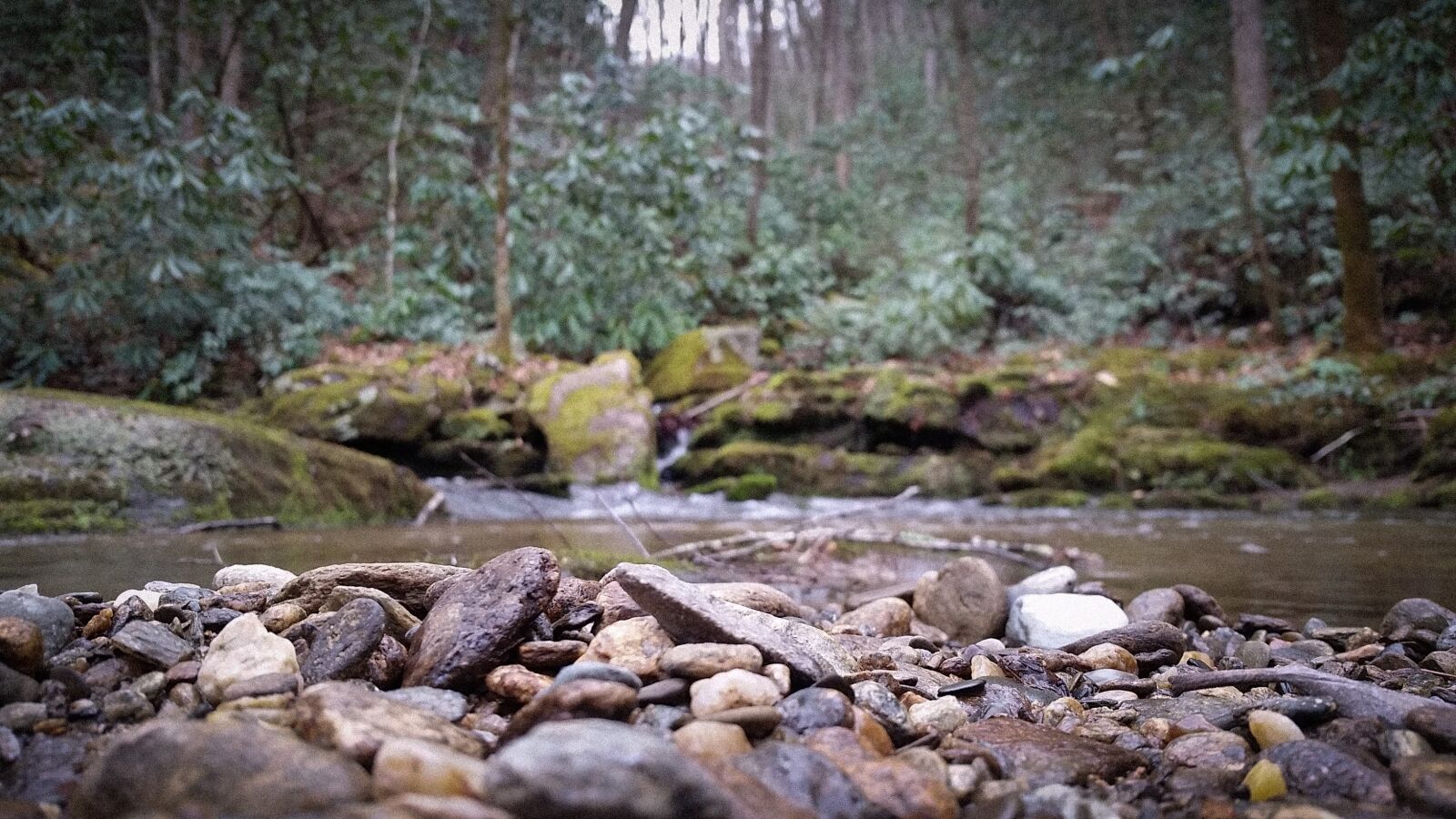 Samsung Galaxy S5 sample photo. Creek, stones, forest photography