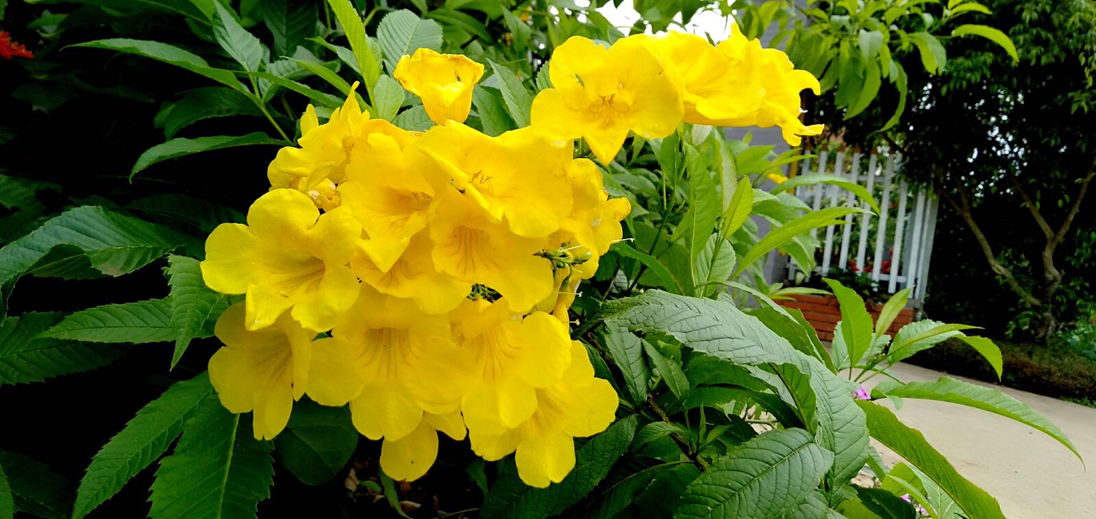 OPPO A3S sample photo. Yellow flowers, beautiful flowers photography