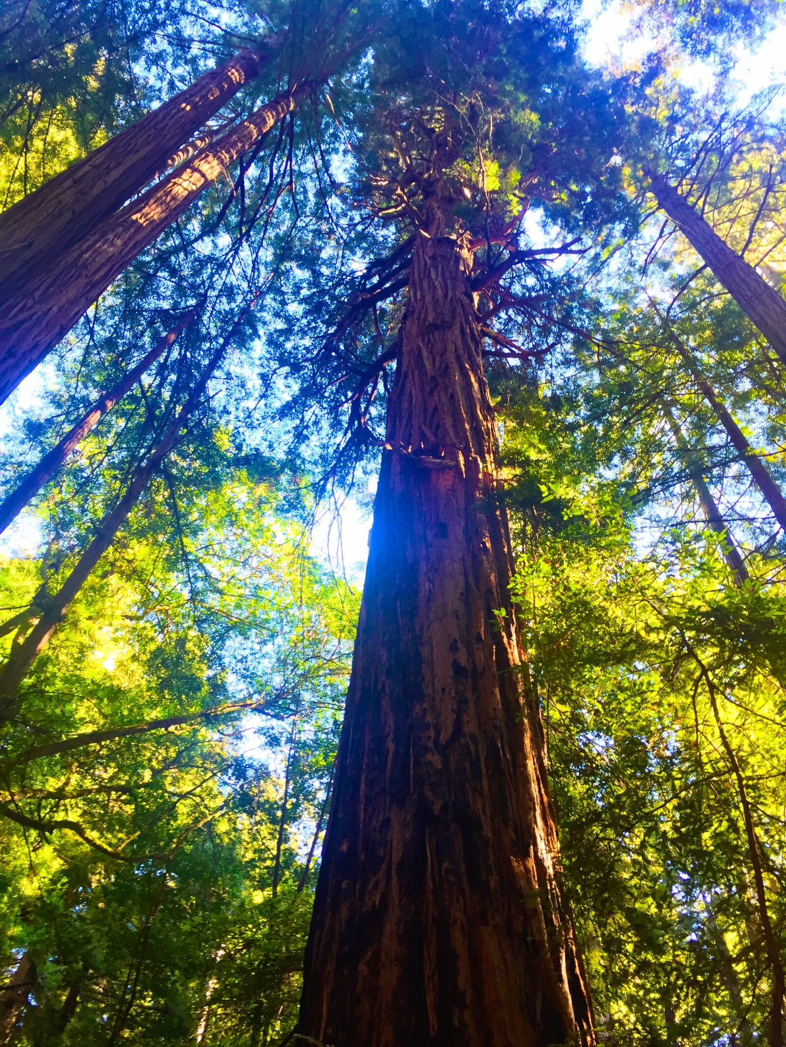Apple iPhone 6 sample photo. Forest, redwoods, trees photography