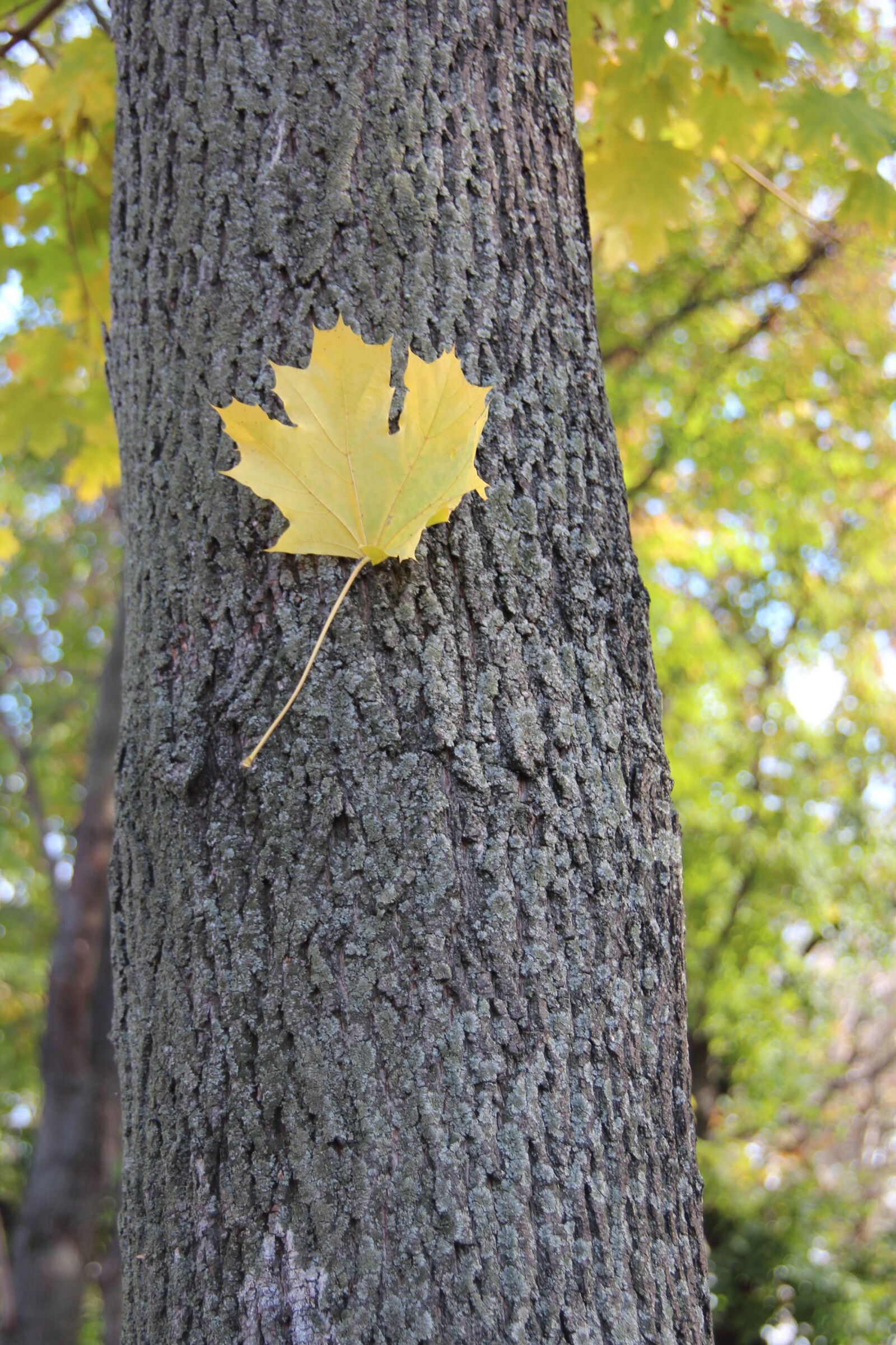 Canon EOS 600D (Rebel EOS T3i / EOS Kiss X5) sample photo. Autumn, maple, listopad photography
