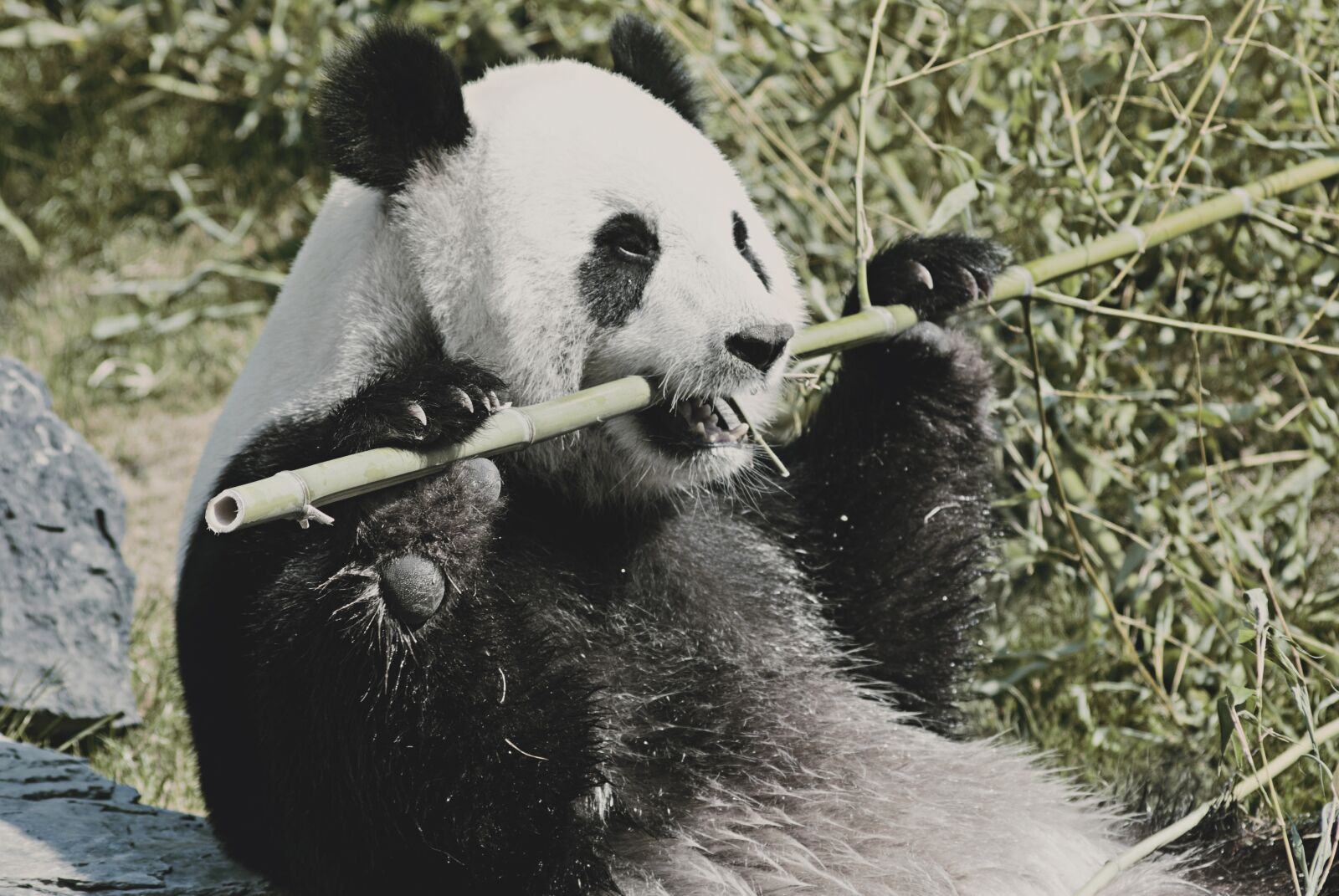 Nikon D3000 sample photo. Panda, animal, cute photography