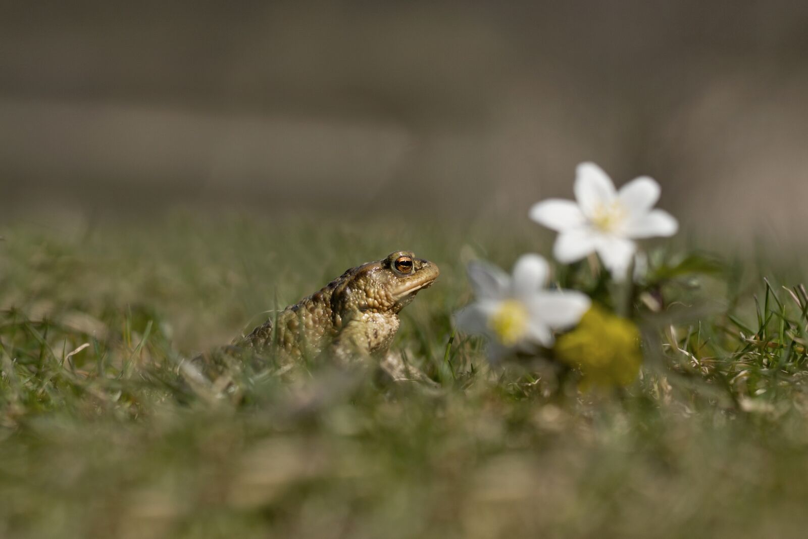 Sony ILCA-77M2 + Minolta AF 50mm F1.4 [New] sample photo. Frog, toad, male photography