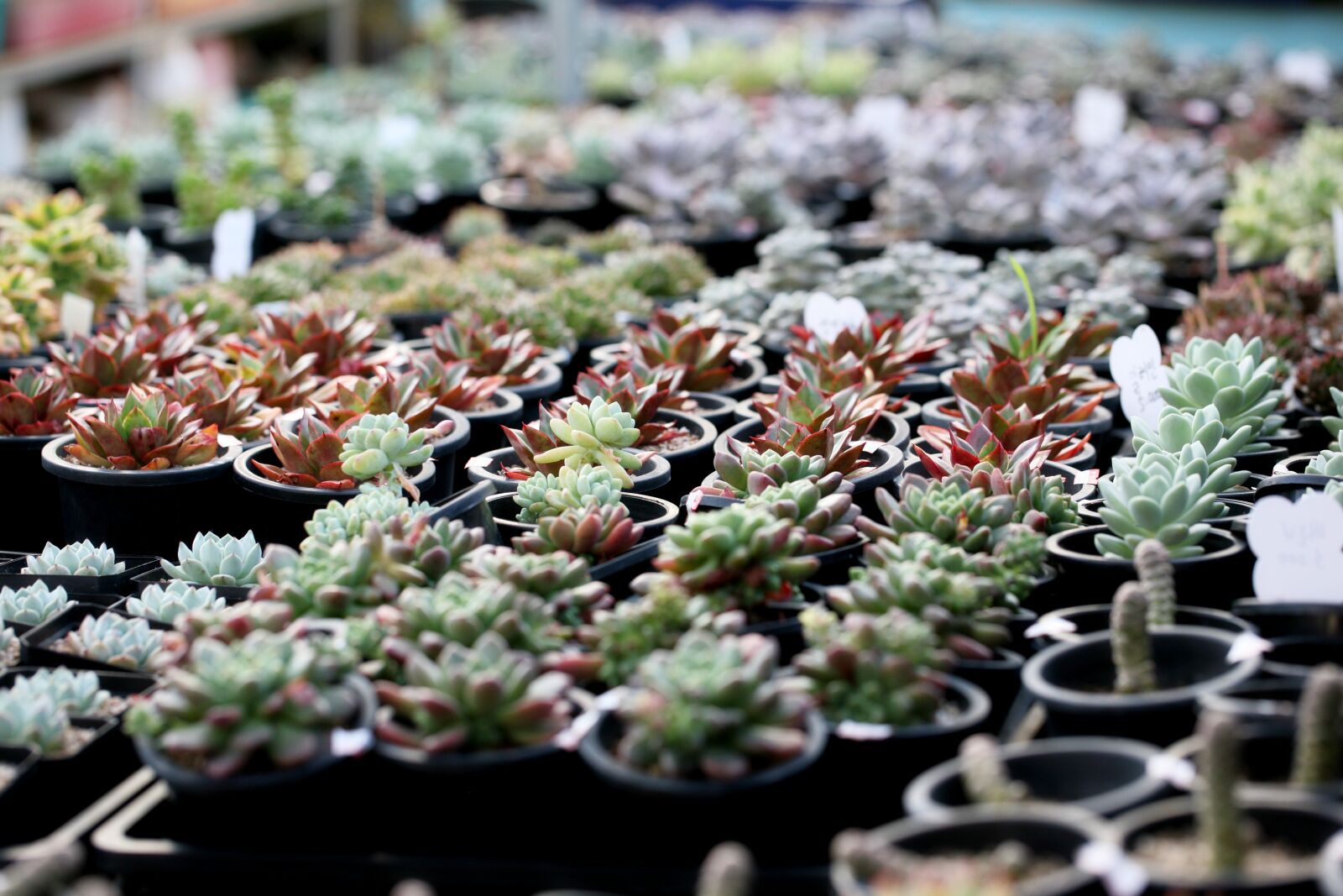 Canon EOS 5D sample photo. A fleshy plant, fleshy photography