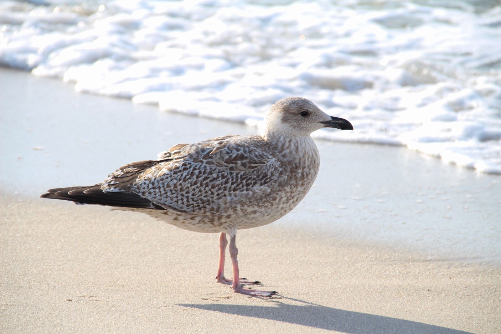 Canon EOS 650D (EOS Rebel T4i / EOS Kiss X6i) sample photo. Seagull, beach, bird photography