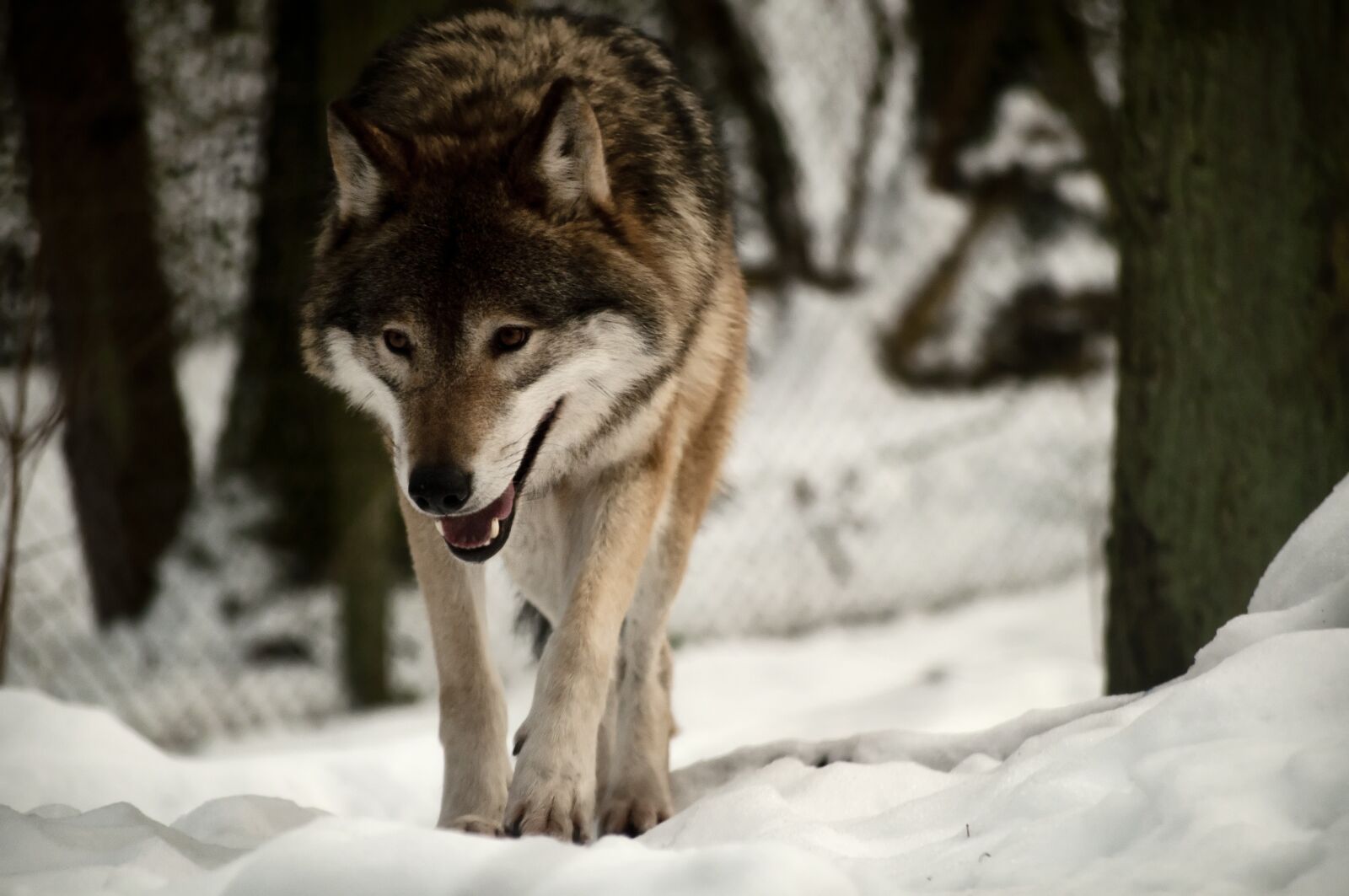Nikon D5000 sample photo. Snow, winter, mammal photography
