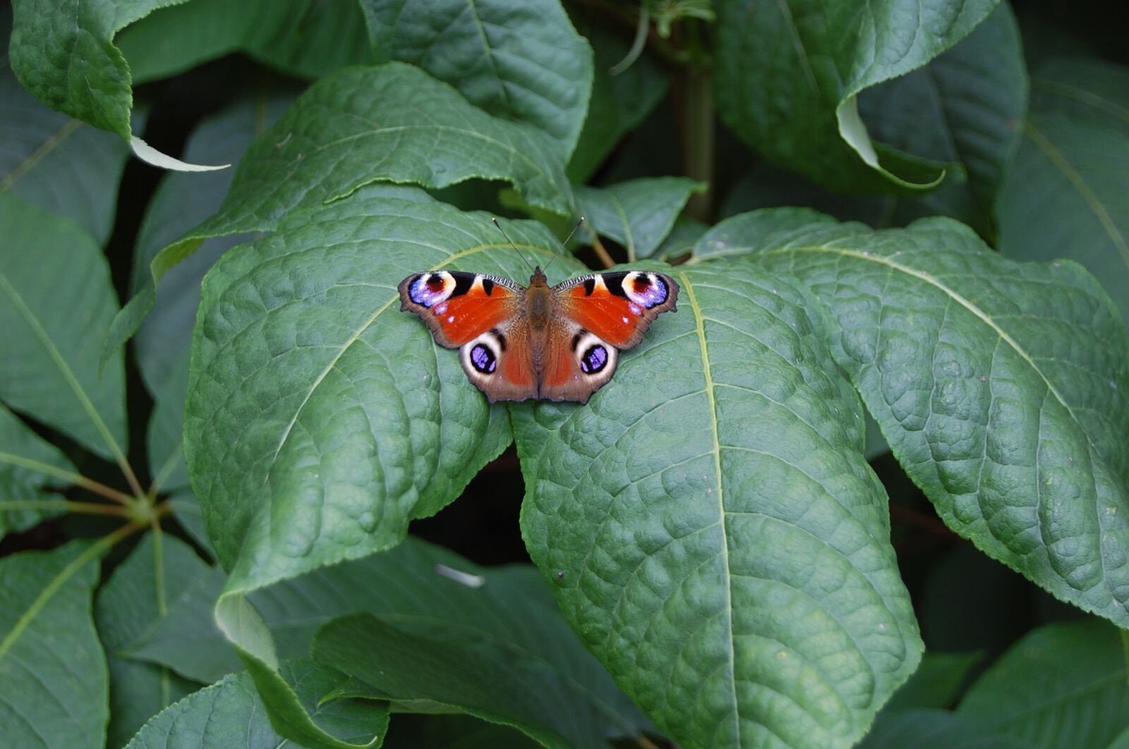 Nikon D40 sample photo. Nature, leaf, plant photography