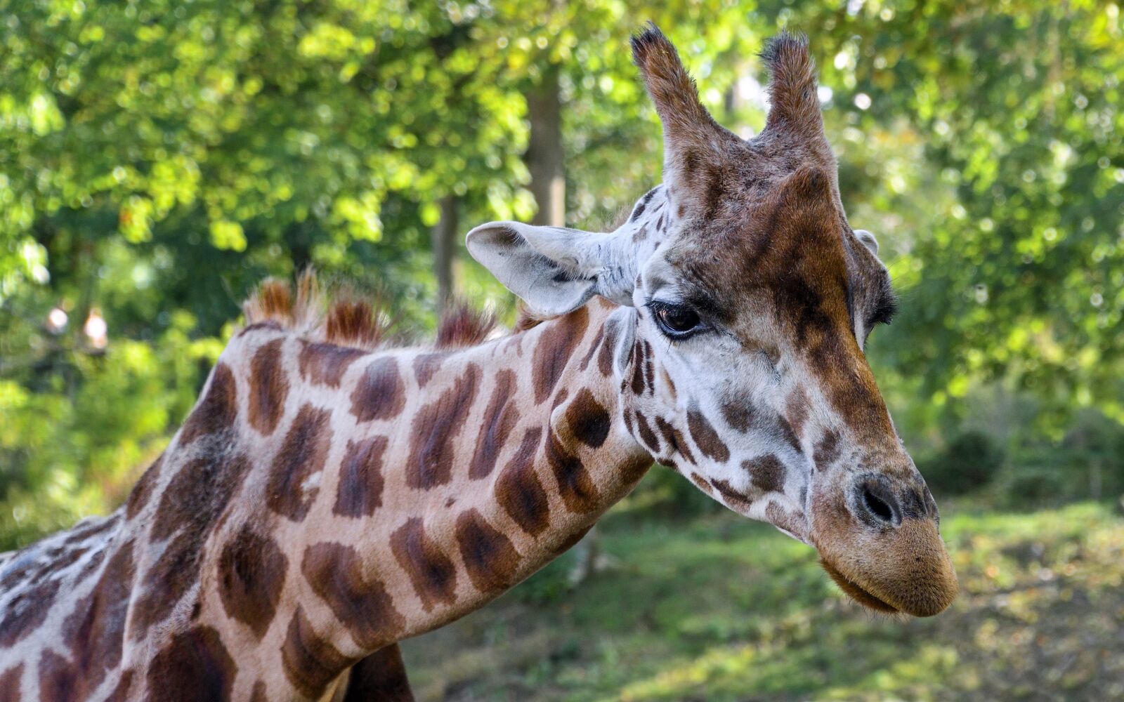 Nikon D500 sample photo. Giraffe, head, neck photography