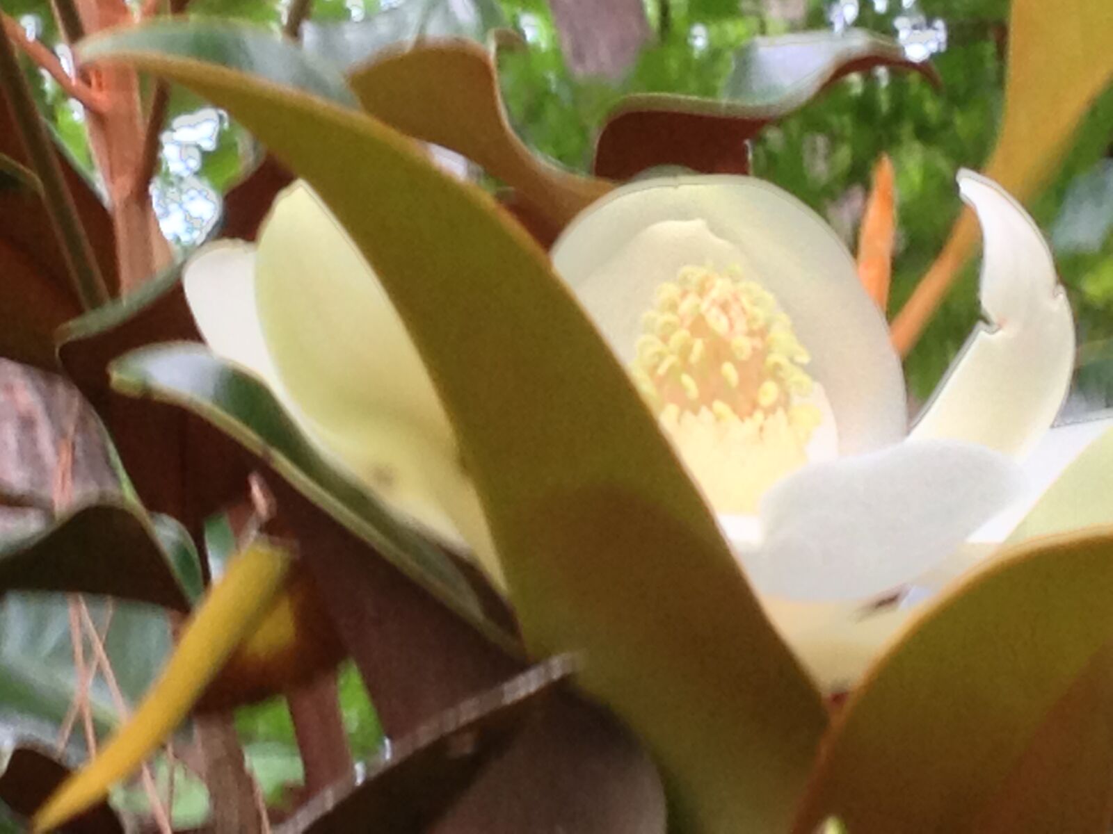 Apple iPhone 4S sample photo. Magnolia, white, flower flowers photography