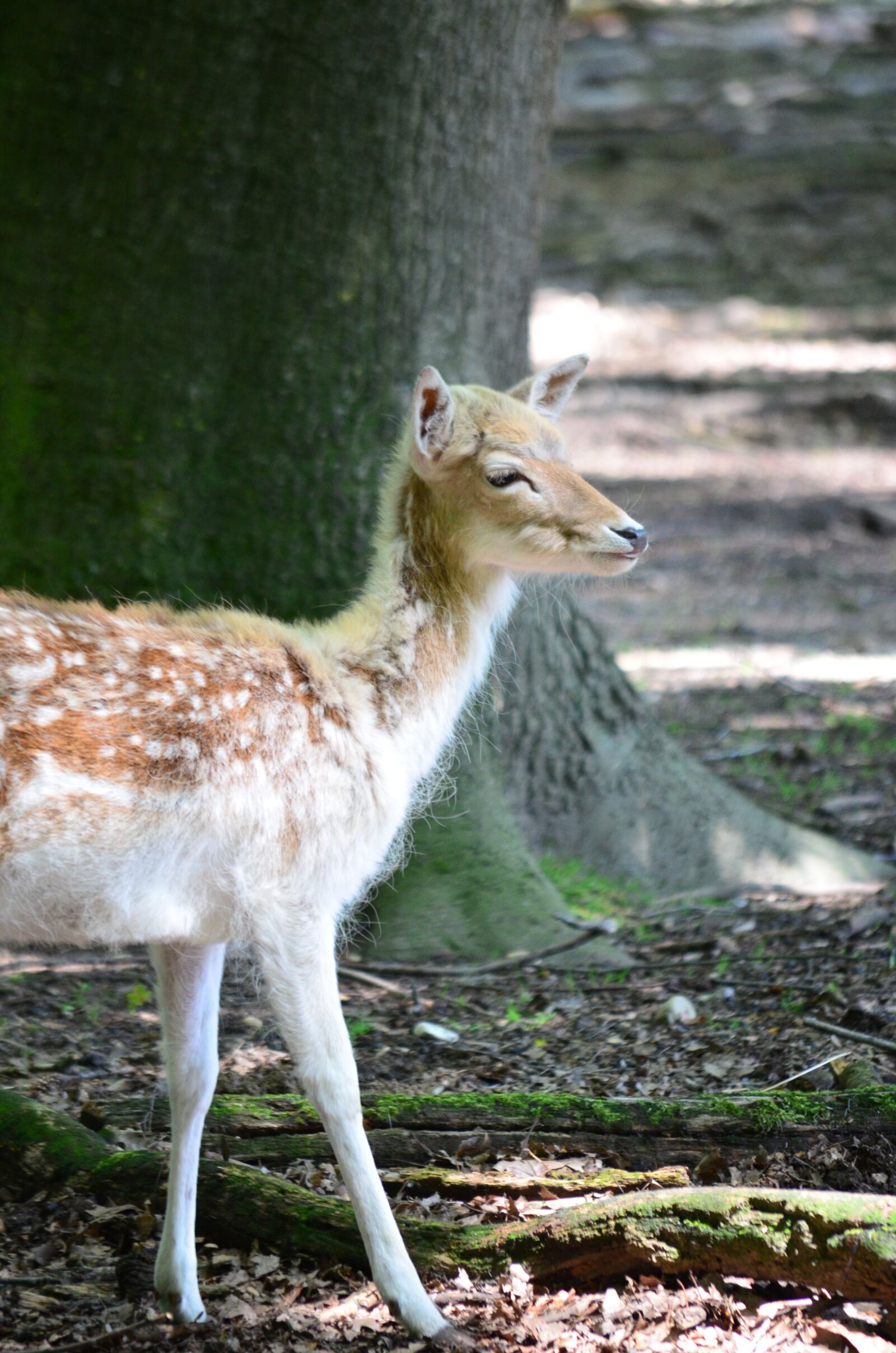 Nikon D5100 sample photo. Roe deer, wild, nature photography