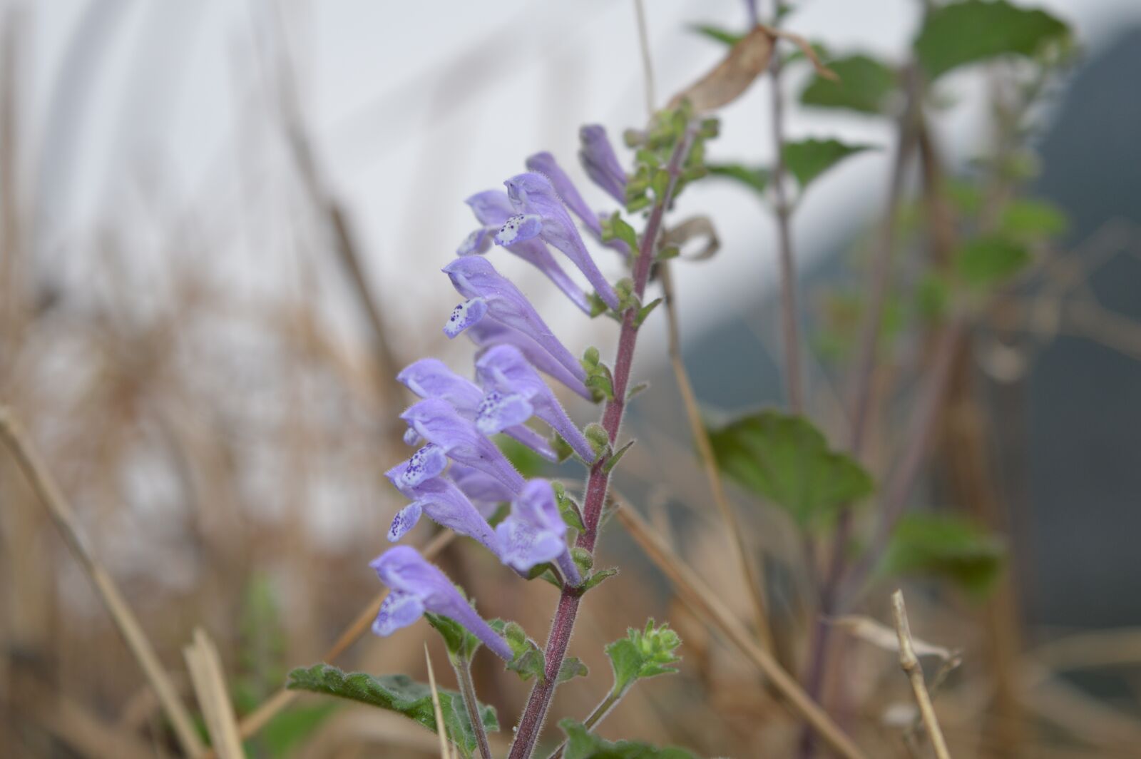 Nikon D3200 sample photo. Flower, purple, hay photography