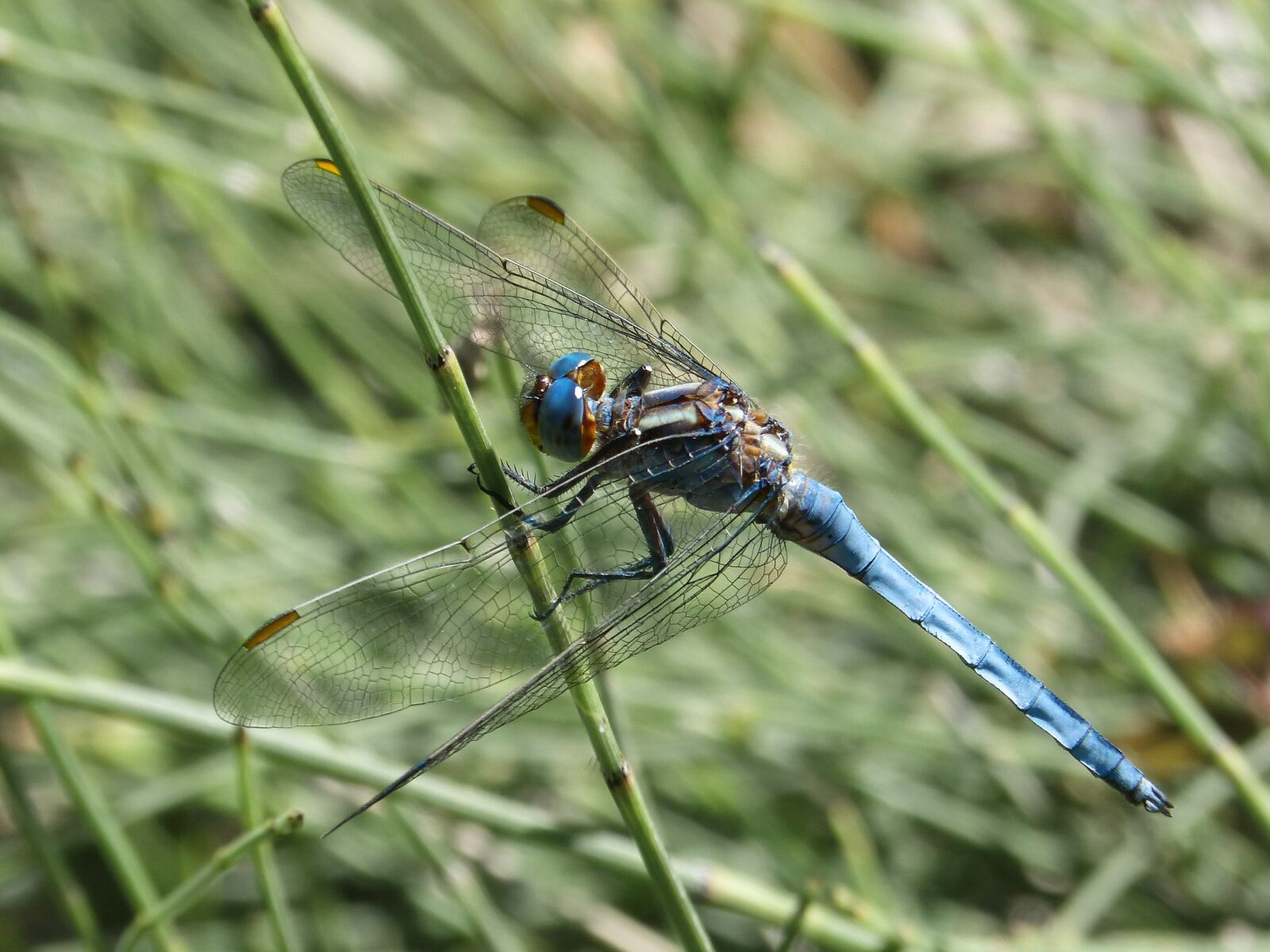 Panasonic DMC-FZ62 sample photo. Blue dragonfly, stem, dragonfly photography