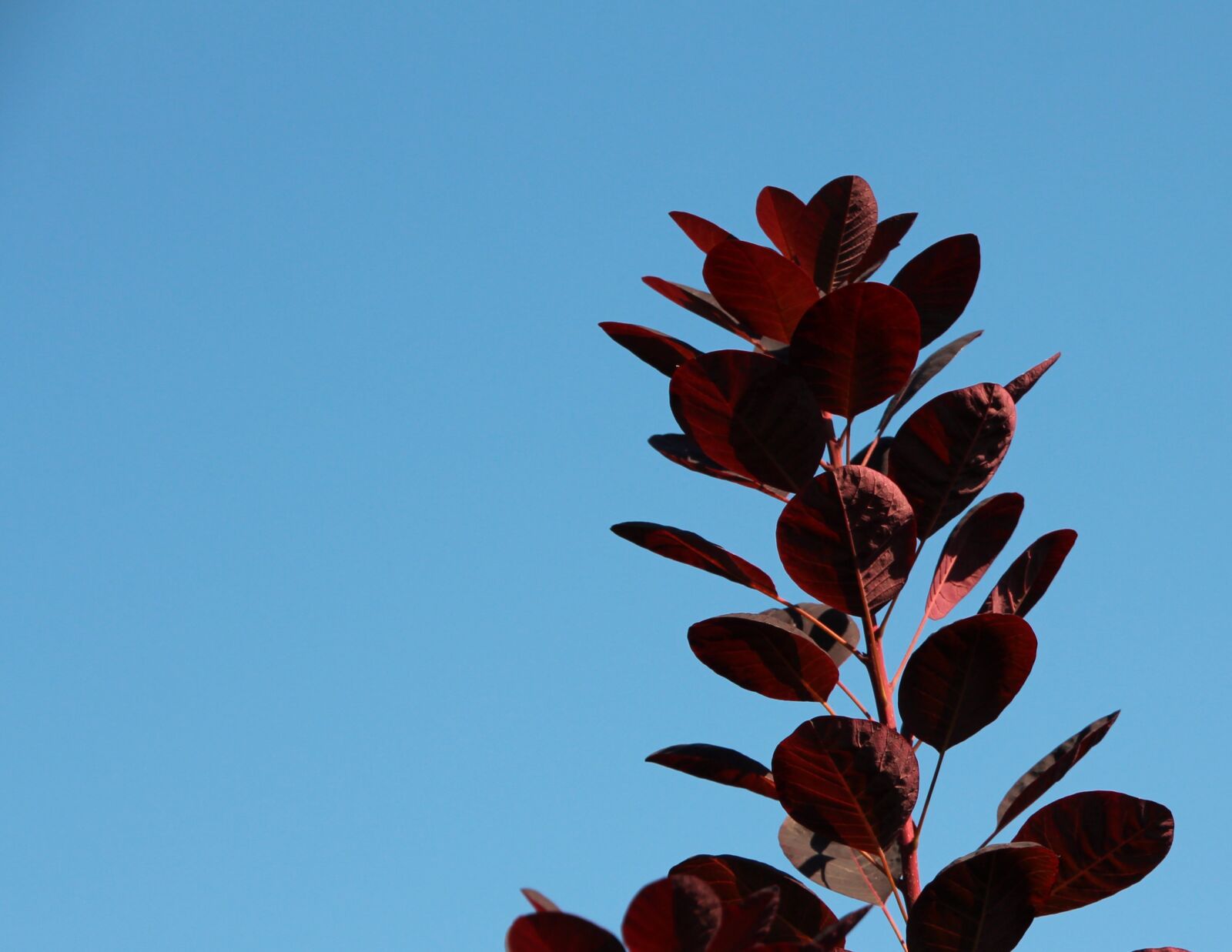 Canon EOS 650D (EOS Rebel T4i / EOS Kiss X6i) sample photo. Plant, leaves, colorful leaves photography