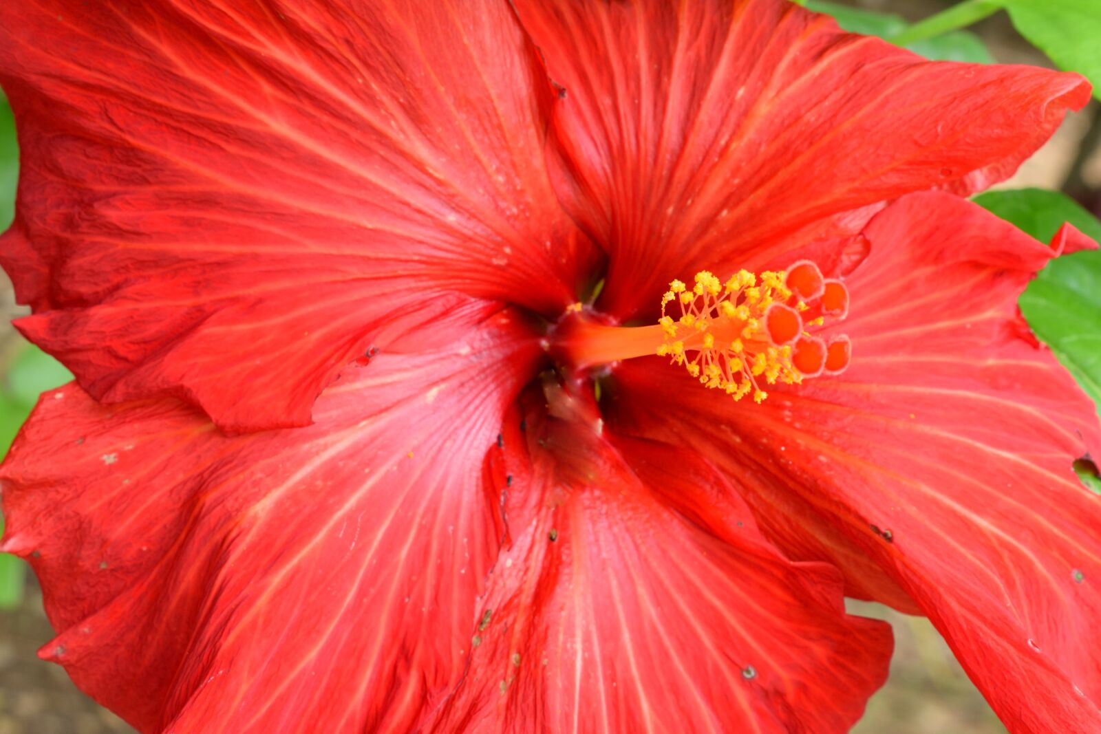 Nikon D5300 sample photo. Golgotha, flower, petal photography