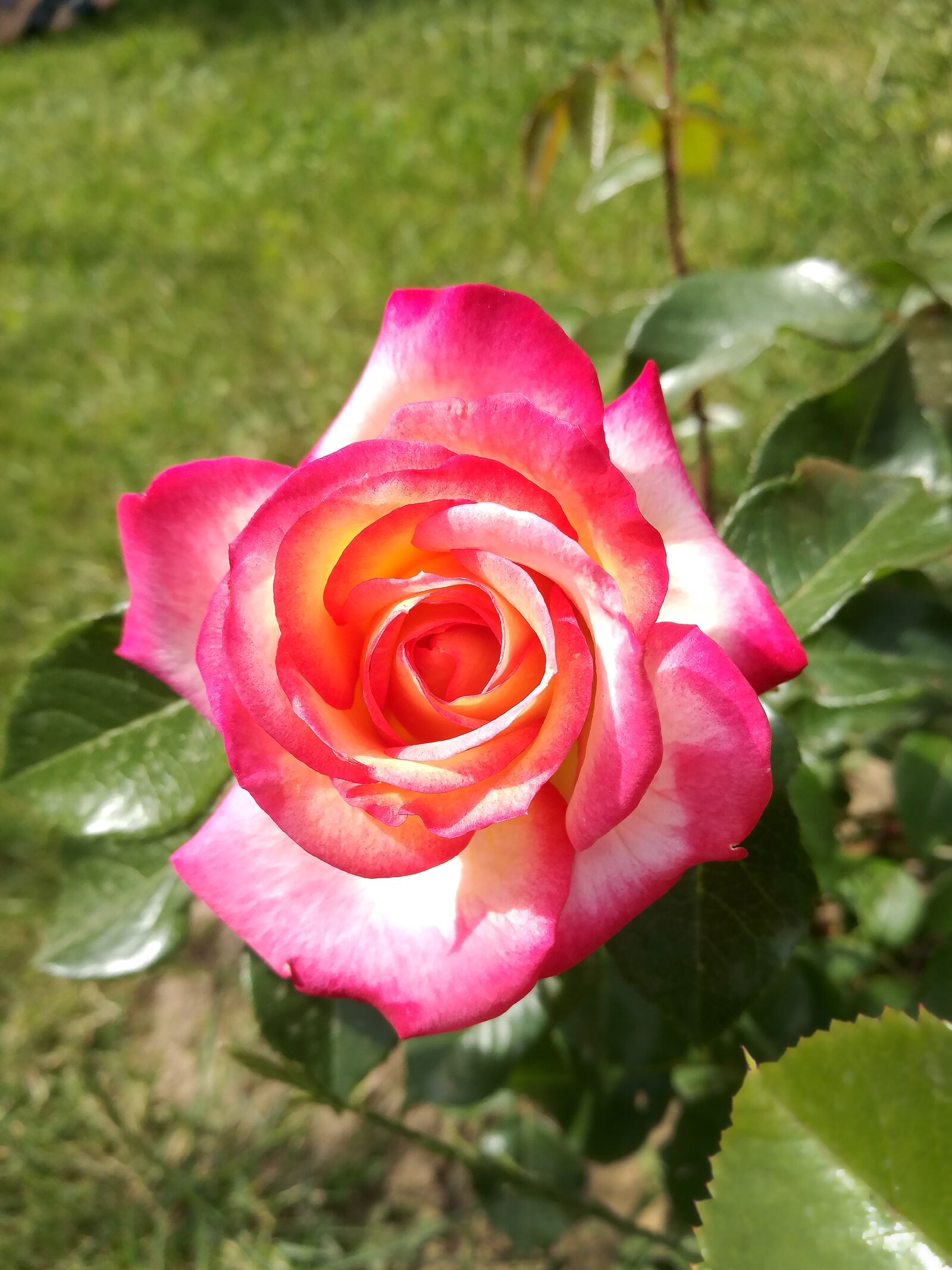 HUAWEI P9 sample photo. Rose, garden, summer photography