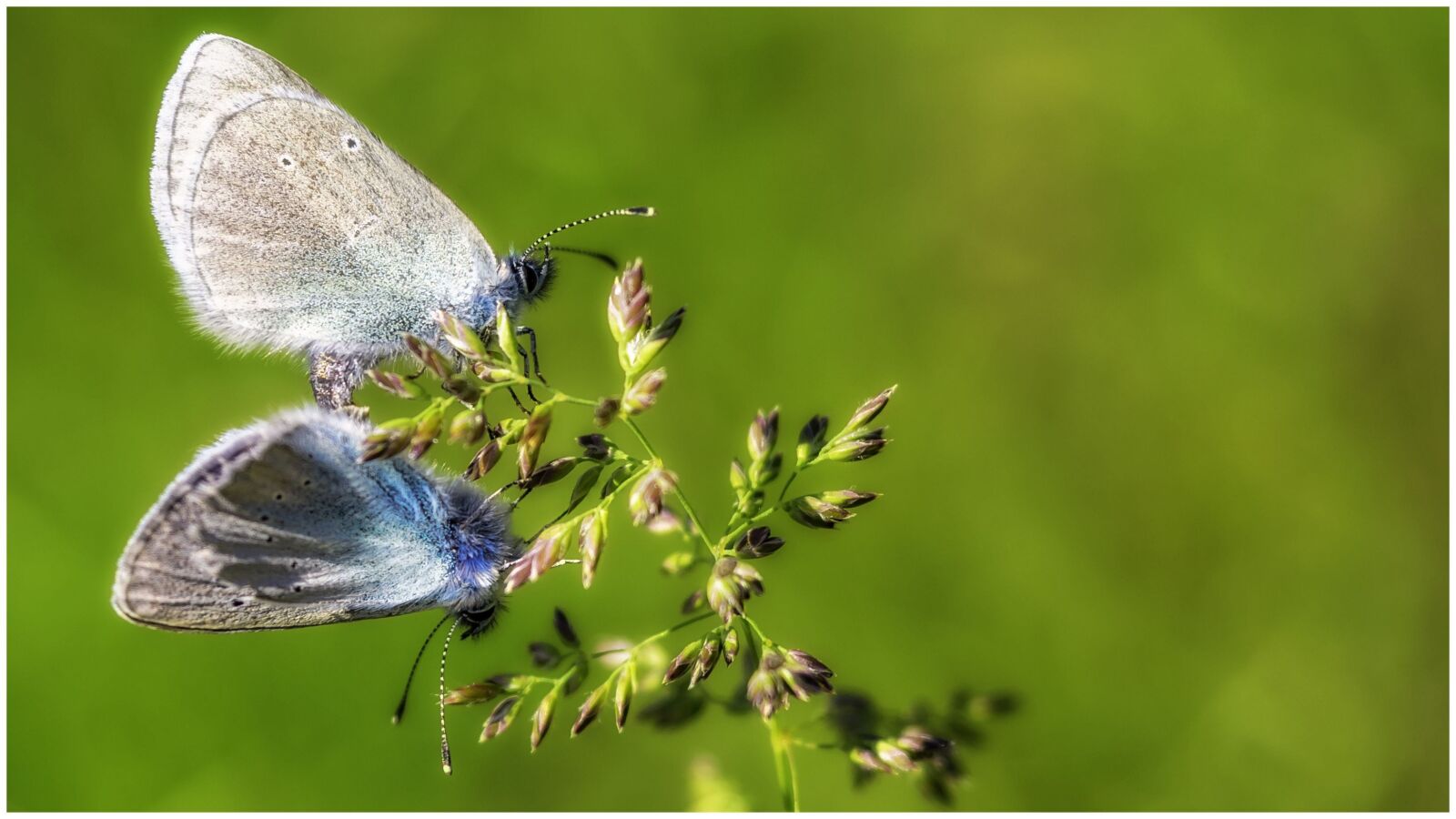 Olympus OM-D E-M1 + Olympus M.Zuiko Digital ED 12-40mm F2.8 Pro sample photo. Butterflies, nature, insects photography