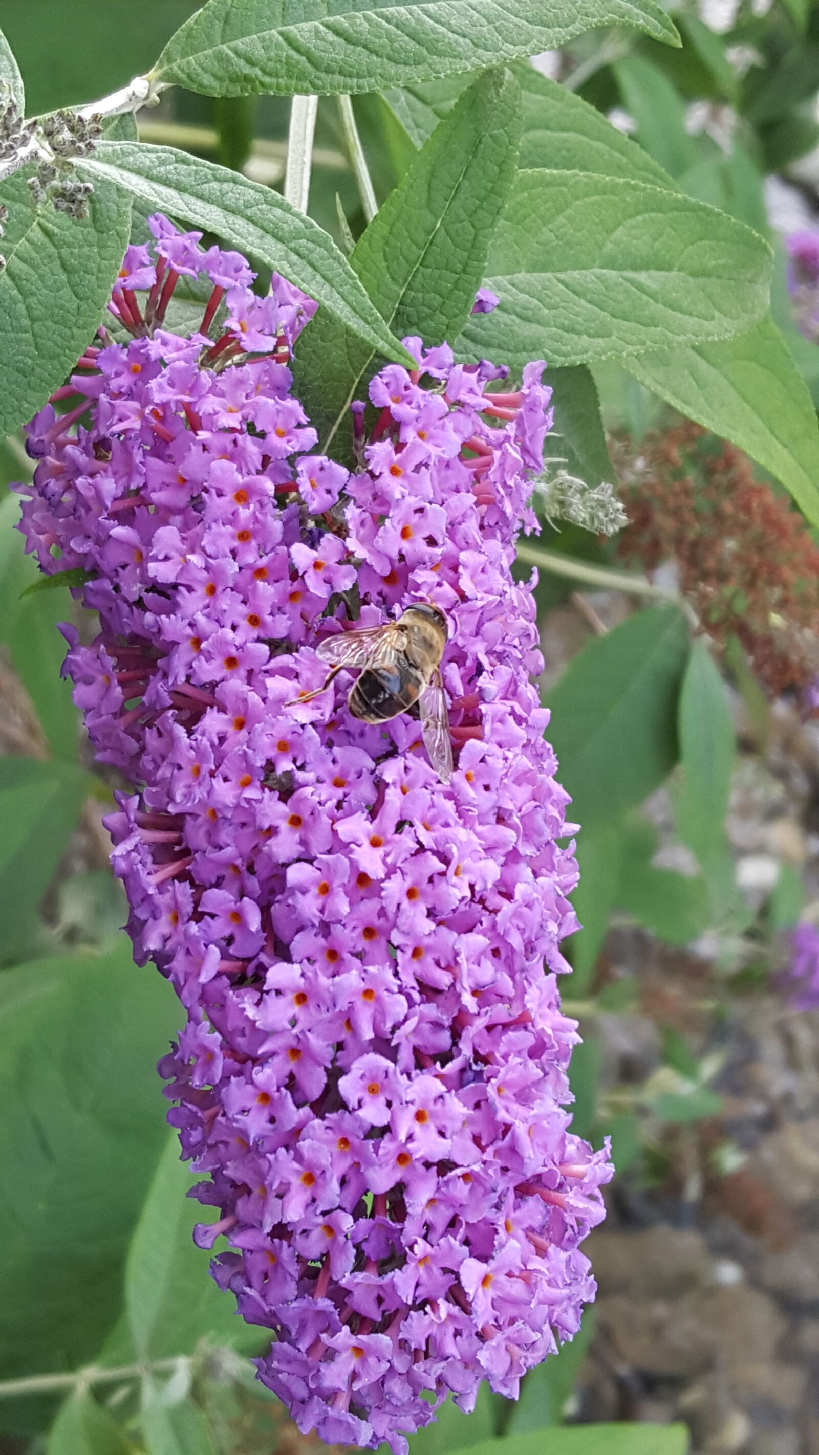 Samsung Galaxy S6 sample photo. Flower, nature, plant photography