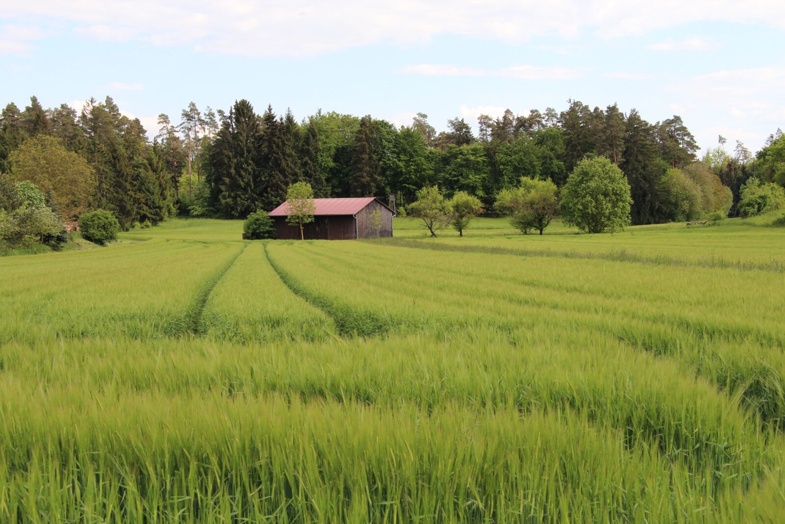 Canon EF-S 17-85mm F4-5.6 IS USM sample photo. Green, grass, nature photography