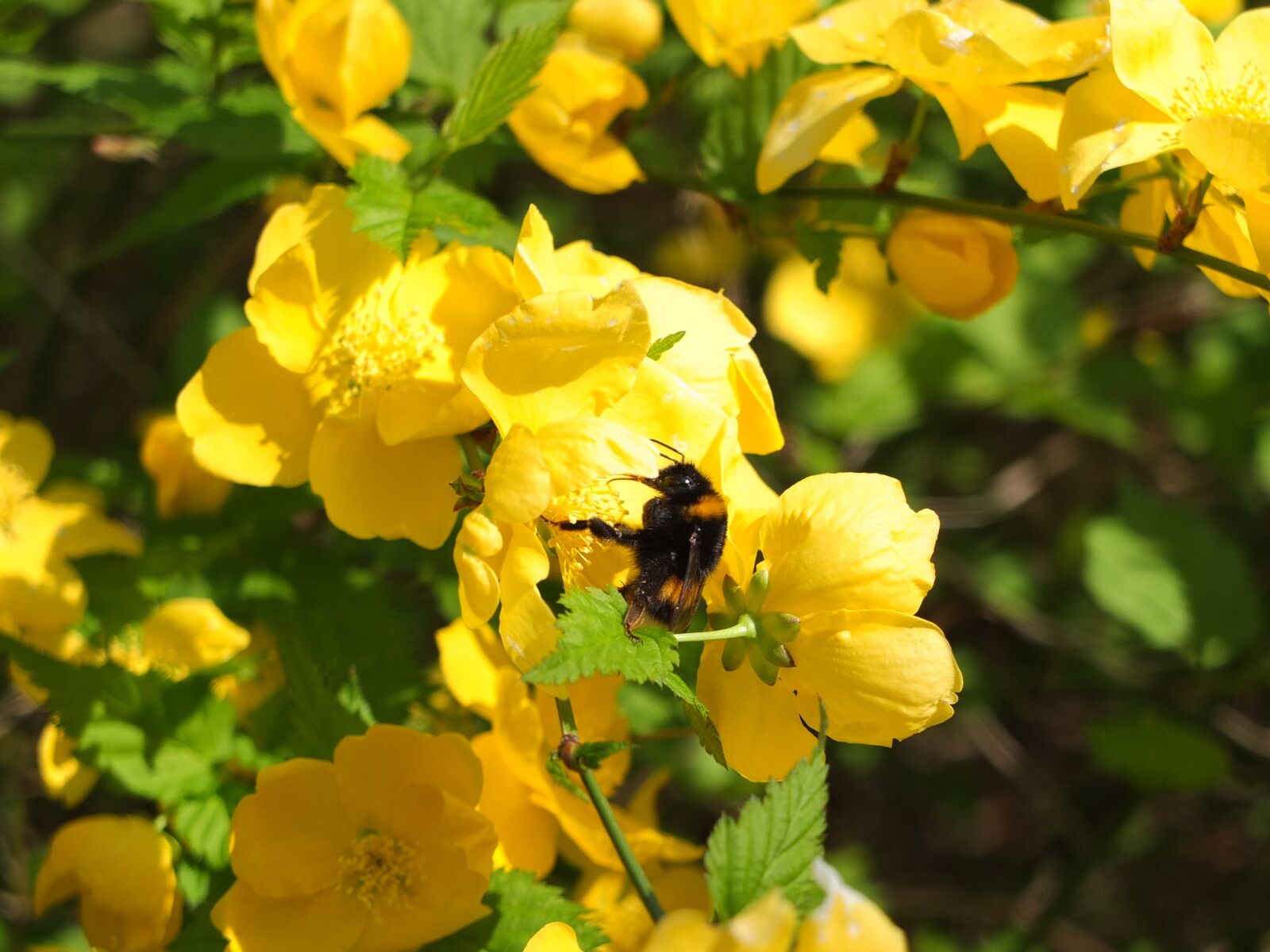 Fujifilm X10 sample photo. Hummel, blossom, bloom photography