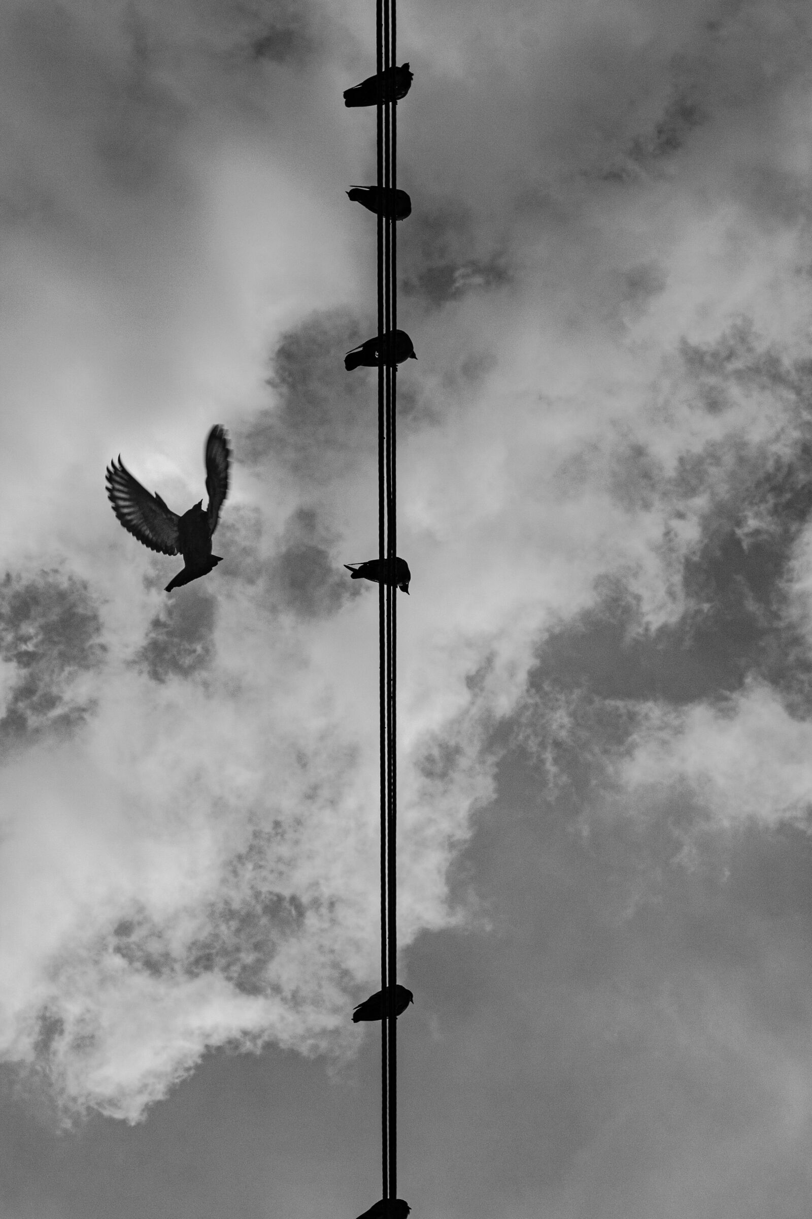 Canon EOS 1000D (EOS Digital Rebel XS / EOS Kiss F) + Canon EF 50mm F1.8 STM sample photo. Wandernde vogel photography