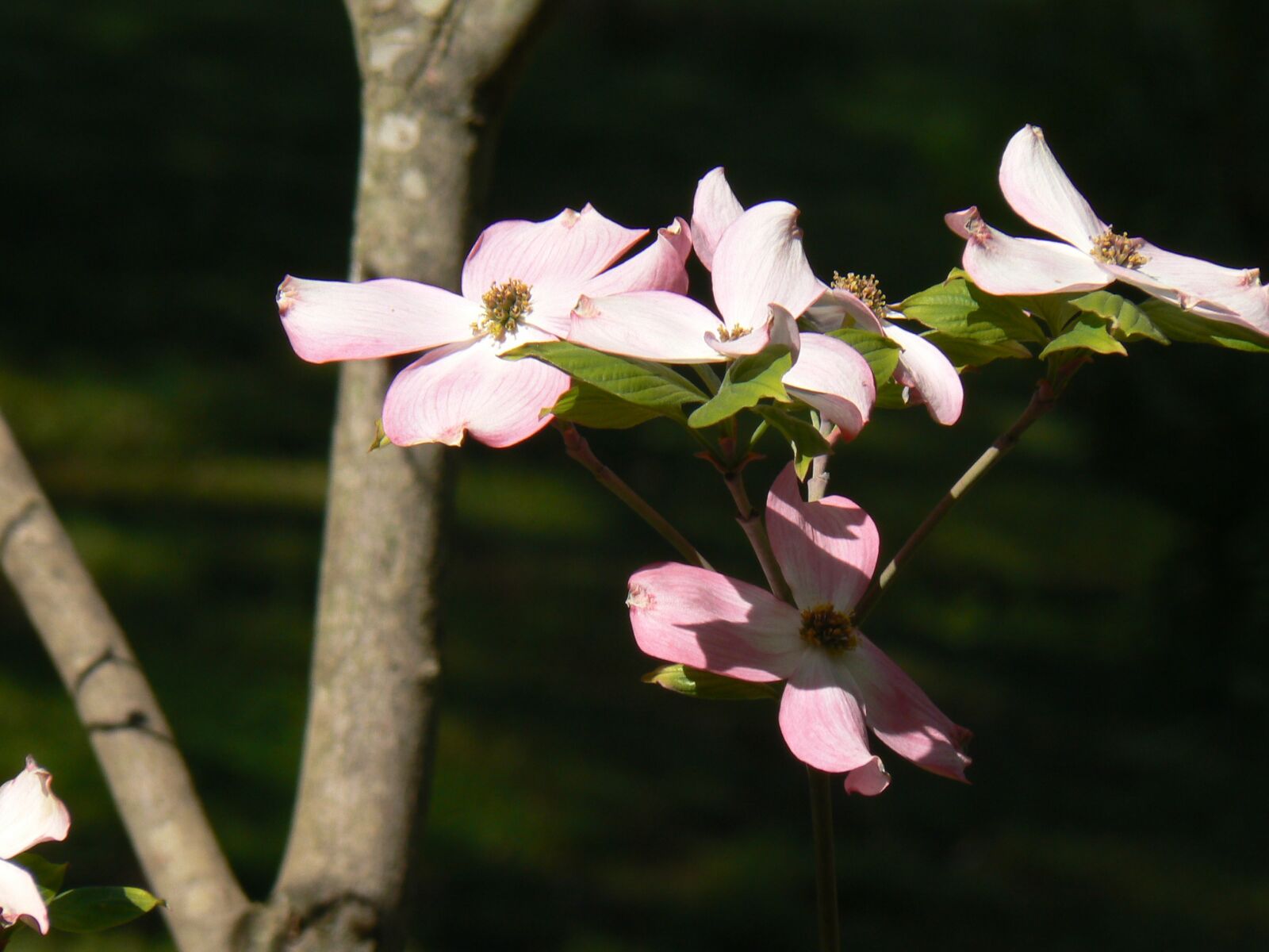 Panasonic DMC-FZ7 sample photo. Flower, blossom, dogwood photography