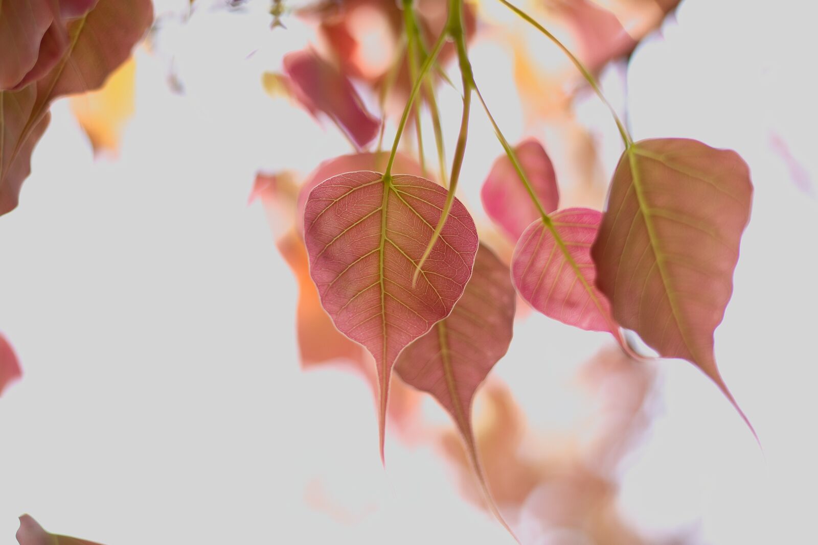 Canon EOS 70D + Canon EF 50mm F1.8 STM sample photo. Bo leaf, leaves, leaf photography