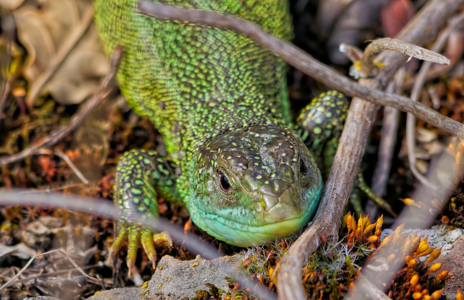 Panasonic Lumix DC-G9 sample photo. Lizard, reptile, animals photography