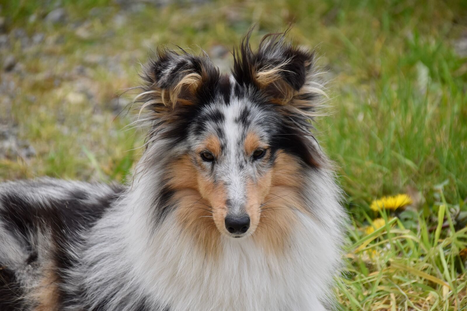 Nikon D5600 sample photo. Dog, bitch, shetland sheepdog photography