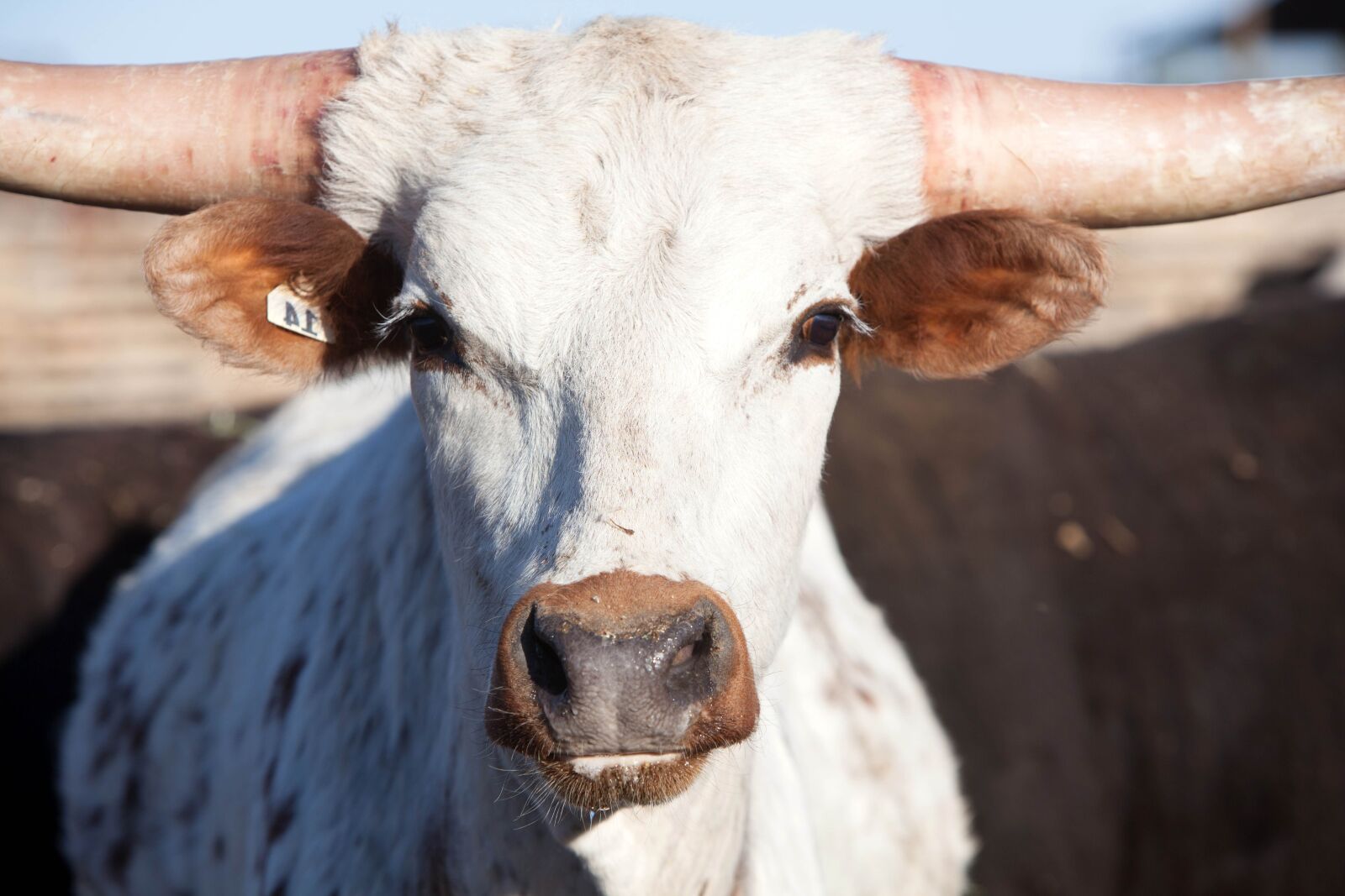 Canon EOS 5D Mark II sample photo. Long, horn, cattle, cow photography