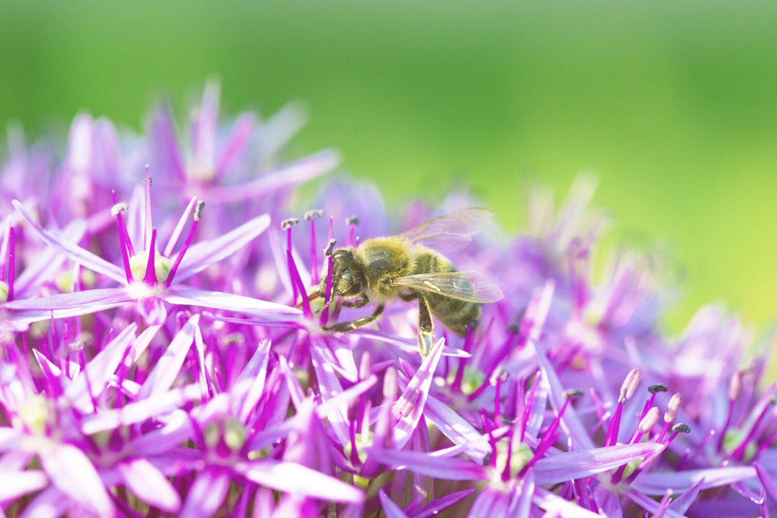 Canon EF 100mm F2.8L Macro IS USM sample photo. Flower, blossom, bloom photography